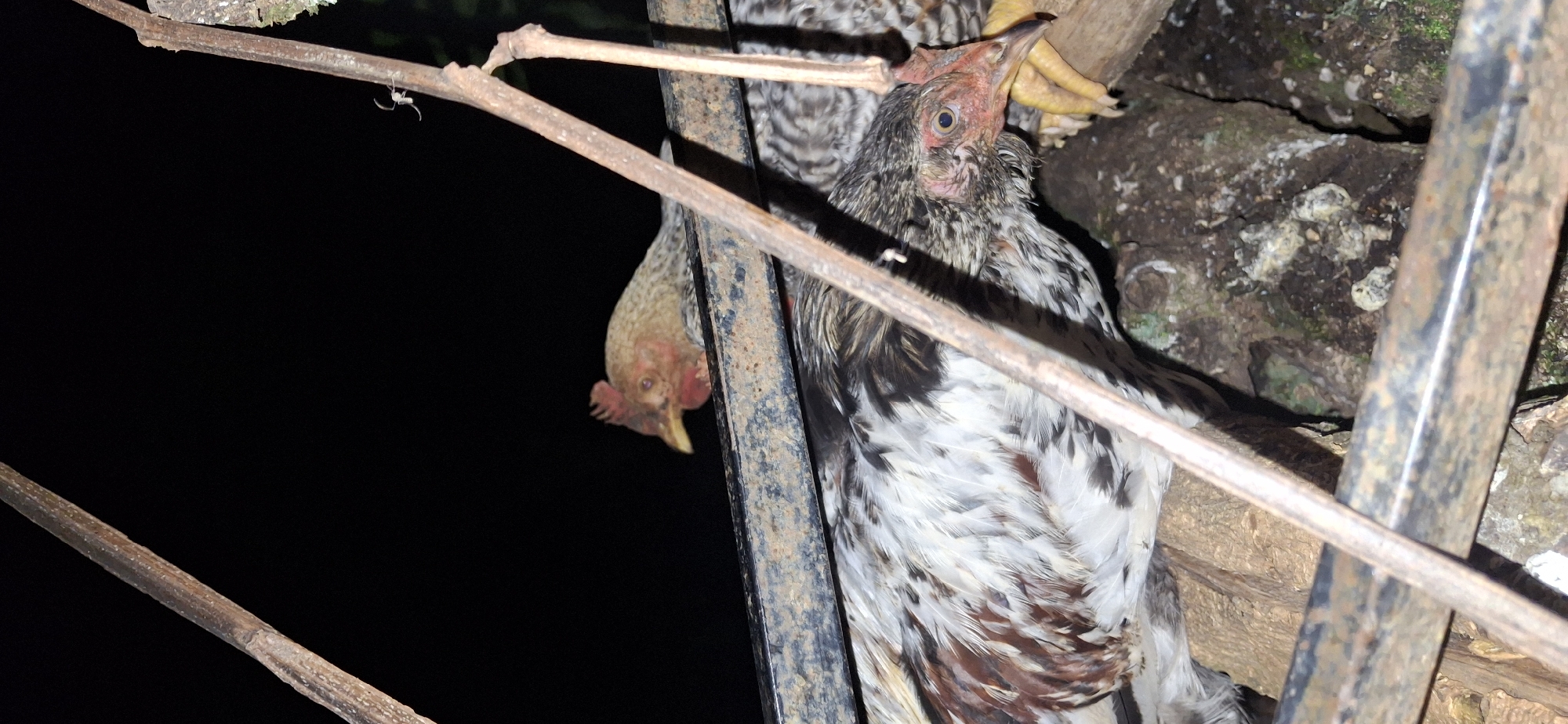 In the city of Vallecito, Venezuela, two chickens are visible in the foreground. One chicken, predominantly white with streaks of brown and black, is positioned in the lower left quadrant, facing right with its head slightly lowered. The second chicken, with a speckled brown and white body, is in the upper portion of the frame, facing left. The chickens appear to be perched on or near a rough, horizontal bar, likely part of a cage or enclosure. Surrounding them are natural elements, including tree branches and rocky terrain, suggesting an outdoor or semi-outdoor setting. The background is a deep black, indicating the image was taken at night or in low-light conditions. A thin, dry branch extends diagonally across the frame from the upper right to the lower left, obscuring parts of the scene. A small, light-colored spider is visible on this branch.