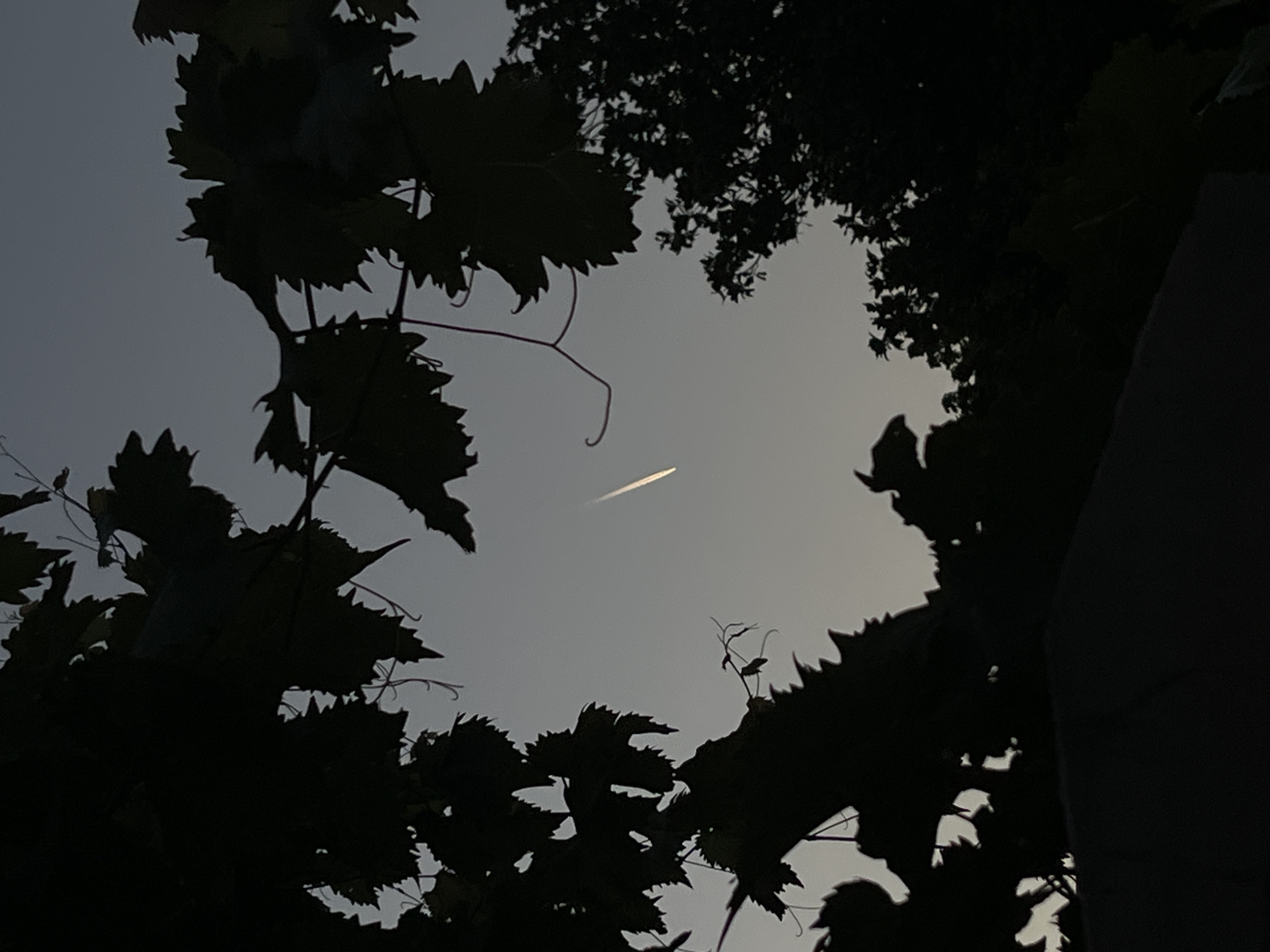 A contrail from an aircraft is visible in the dusk sky over Budva, Montenegro, framed by the dark silhouettes of foliage from what appears to be a vine and other trees. The sky is a pale gradient from light grey to a darker grey near the horizon. The foliage creates a natural frame around the central portion of the sky where the contrail is present. The scene is dimly lit, suggesting it was captured during twilight. No people or specific buildings are discernible.