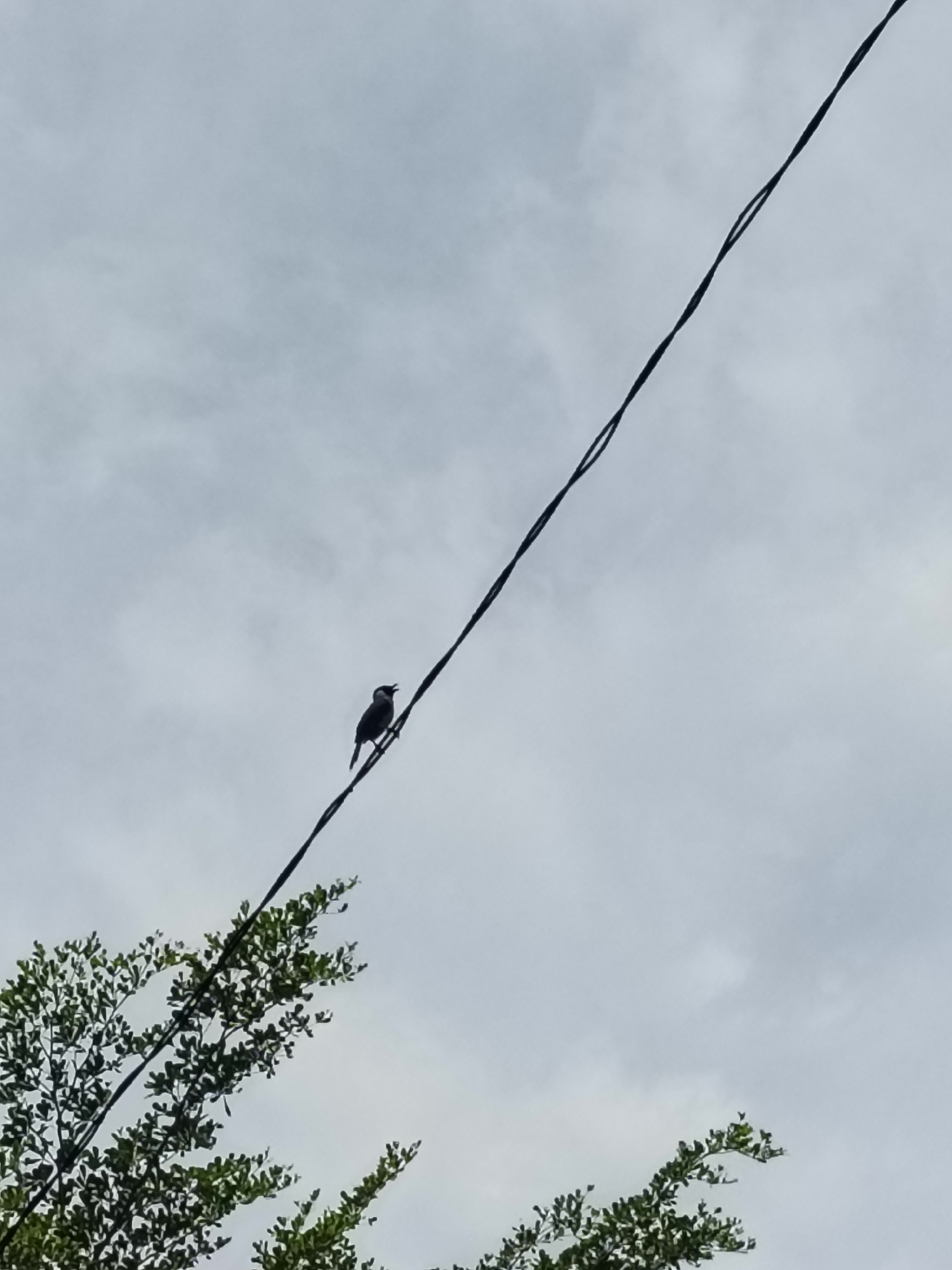 A lone bird perches on a power line against a cloudy sky. The bird, silhouetted against the light sky, is facing left and appears to be chirping. Below the power line, the tops of green trees are visible. The image is taken from a low angle, looking upwards. The location is described as Banda Aceh, Indonesia, implying an urban or suburban setting with overhead electrical infrastructure.