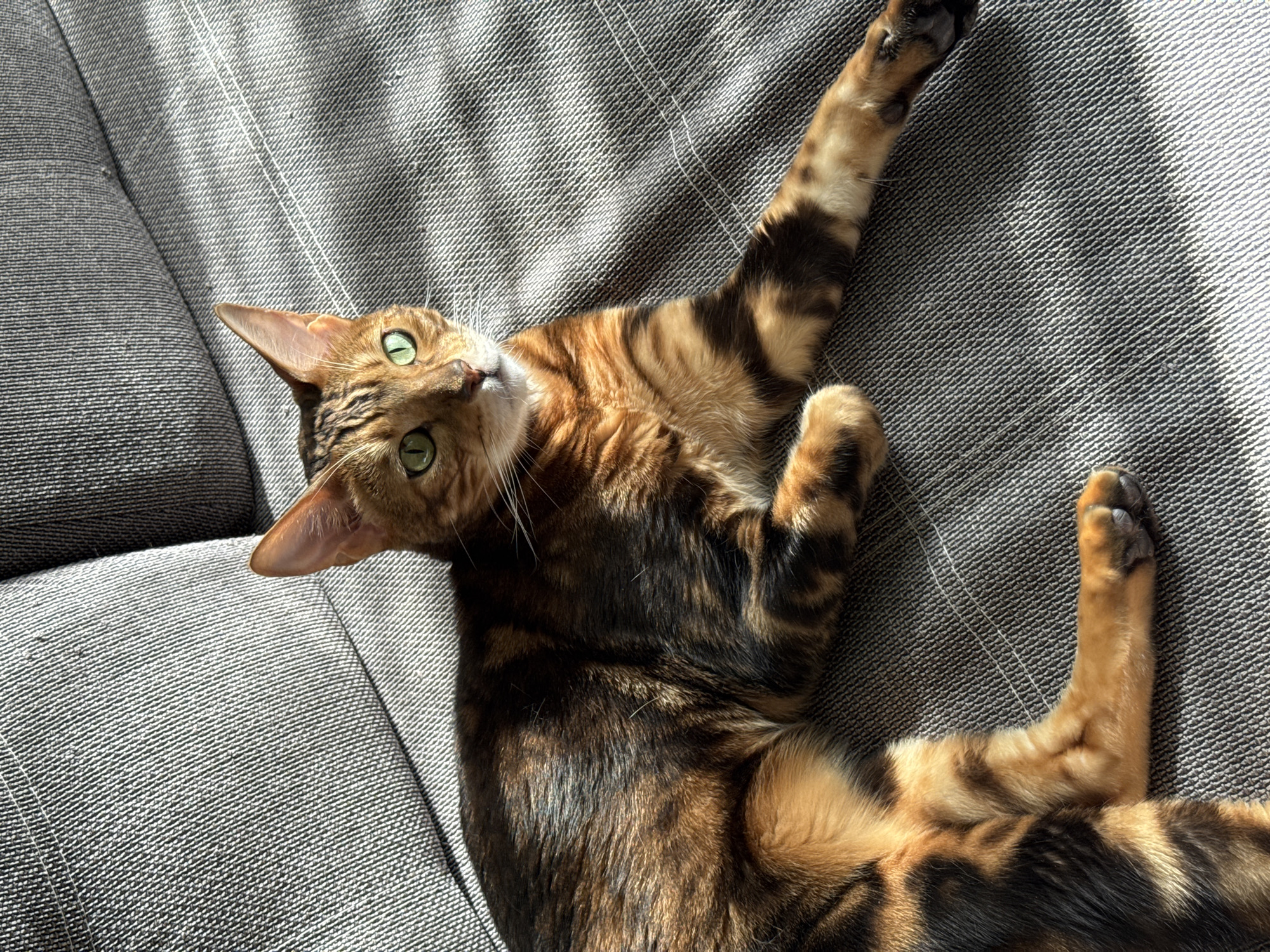 A Bengal cat lies on a gray couch bathed in sunlight. The cat is positioned diagonally across the frame, with its head towards the upper left and its hind legs extended towards the lower right. The cat's fur is a mix of brown and black spots. One of the cat's front paws is extended upwards. The background is a gray, textured couch surface with strong light illuminating the surface. The city of Прикамский, Russia is not discernible in the image.