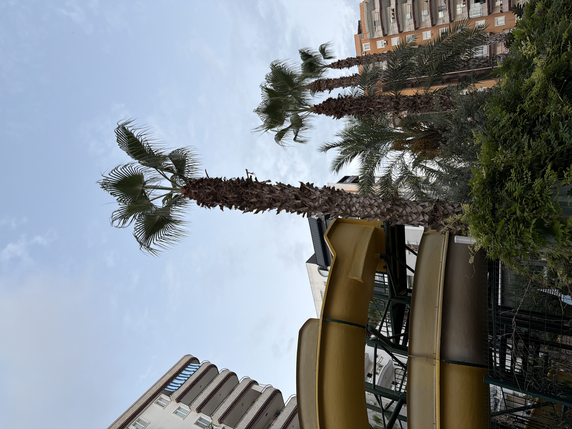 An outdoor scene depicts several tall palm trees in front of a multi-story building and a large yellow water slide. The sky is overcast with light clouds. The palm trees have rough, textured trunks and fronds that fan out at the top. The building is a light color with multiple balconies and windows. The water slide is smooth and curved, made of yellow plastic. Green foliage and a dark metal fence are in the foreground. The overall impression is one of a resort or leisure facility.