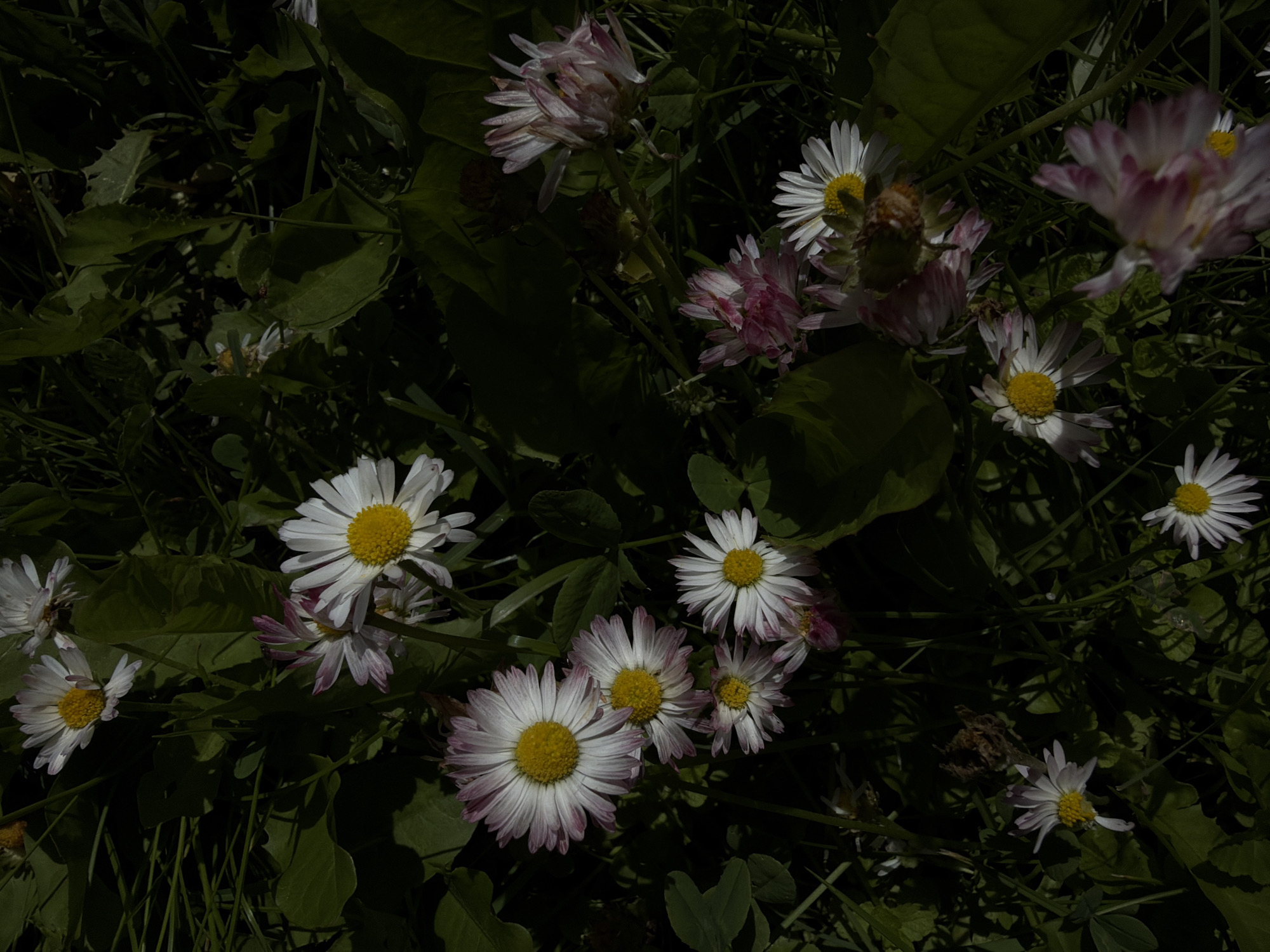 The image displays a close-up, overhead view of a patch of daisies growing in the grass. The flowers exhibit white petals with pink tips and yellow centers. Some of the flowers are in full bloom, while others are partially open or appear to be wilting. The surrounding environment consists of green grass and dark green leaves. The lighting suggests an outdoor setting, possibly a park or garden, with dappled sunlight creating areas of light and shadow. The scene is devoid of any human presence or activity. The image does not provide any specific information about the location within Timonovo, Russia, beyond it being a natural outdoor environment.