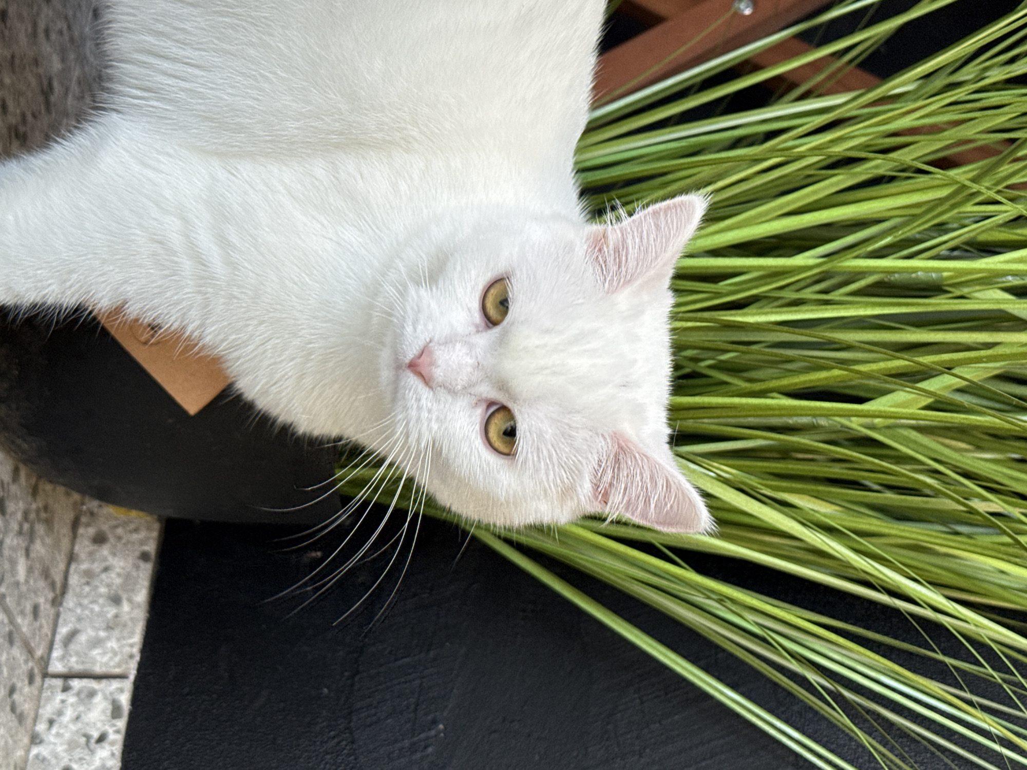 A white cat with yellow eyes is pictured sitting in front of tall green grass and a black wall. The cat is looking directly at the camera with a neutral expression. The grass is in focus, and the black wall is slightly out of focus. The lighting is natural, and the image is well-exposed. The scene appears to be outdoors, possibly in a garden or patio area.