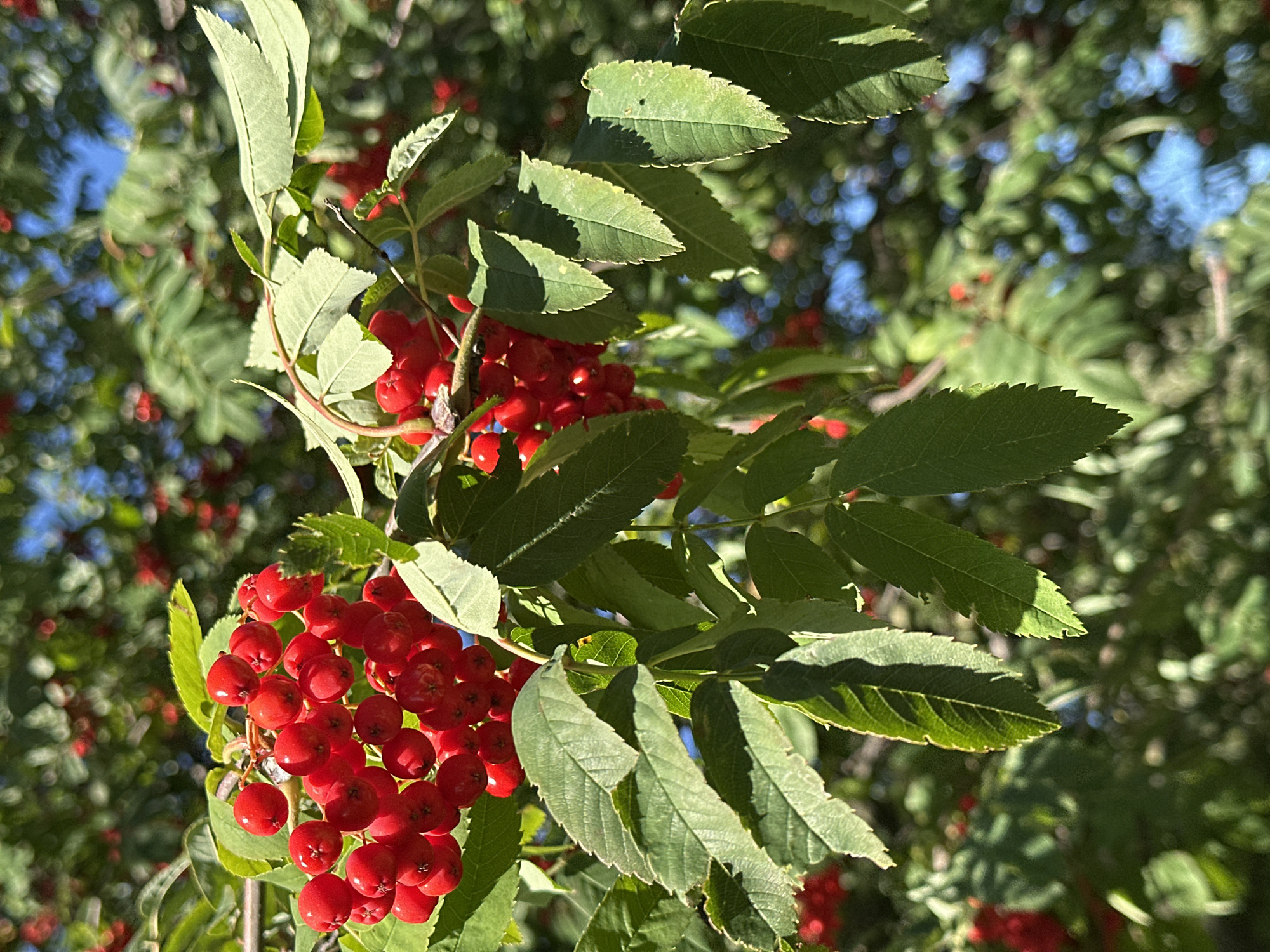 The image shows a close-up of a rowan tree with clusters of bright red berries and green leaves against a blurred background of more foliage and blue sky. The scene is likely outdoors in a natural setting, possibly a park or garden. The sunlight creates shadows on the leaves, highlighting their texture. While the prompt mentions a specific location in Minsk, Belarus, this information cannot be visually confirmed from the image alone. There are no people or discernible human activity visible. The focus is entirely on the natural elements of the tree.