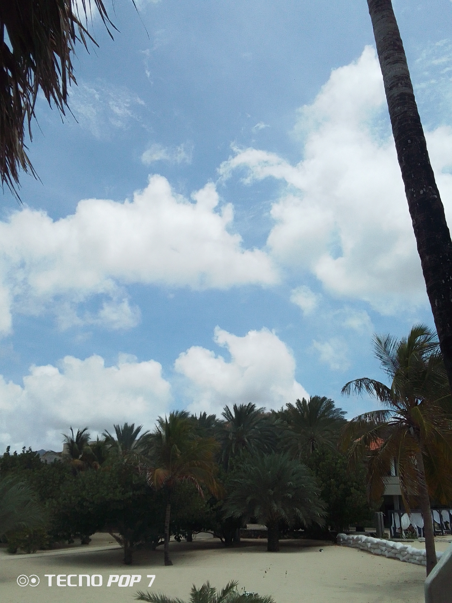 The image depicts a coastal scene in Pedro González, Venezuela. The foreground consists of a sandy beach. The middle ground features a dense collection of trees, predominantly palm trees, interspersed with other greenery. Some of the trees obscure a building with white fabric accents. A barrier made of sandbags is visible along the edge of the beach near the building. The background showcases a partially cloudy sky with a mix of blue sky and white cumulus clouds. A segment of a palm tree trunk is visible on the right side of the frame, and palm fronds are visible at the top left. The camera used is identified as "TECNO POP 7" in the bottom left corner.