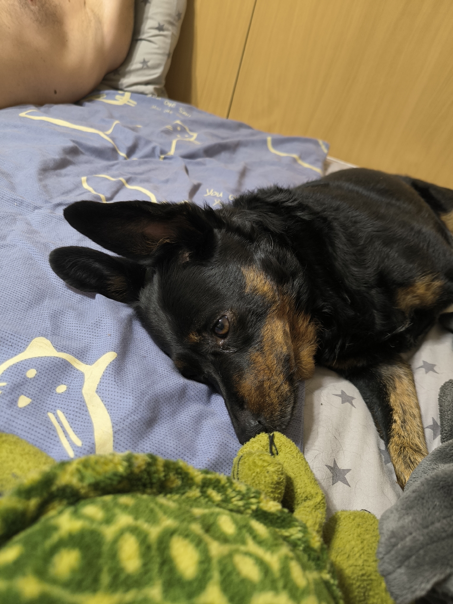 A black and tan dog with large ears lies on a bed. The dog's head is resting on a blue sheet with a yellow pattern. In the foreground, a green stuffed animal is partially visible. In the background, a wooden headboard and a pillow with grey stars are present. A person's bare torso is visible on the left side of the image. The scene appears to be indoors, likely a bedroom. The provided context does not offer specific details about the location within Mykolaiv, Ukraine.