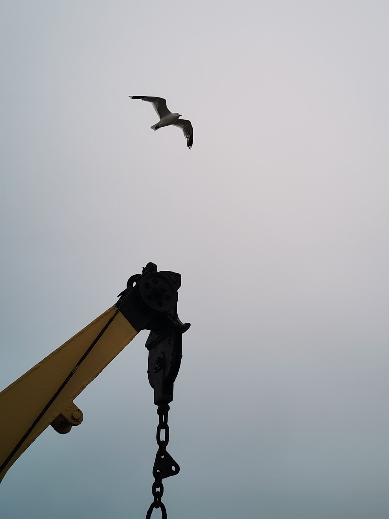 A seagull flies against a pale, overcast sky. Below the bird, silhouetted against the sky, is the boom of a yellow crane with black accents. A black pulley system with a series of chains hangs from the crane. The image is cropped from the bottom and right edges, focusing on the bird and the crane equipment.