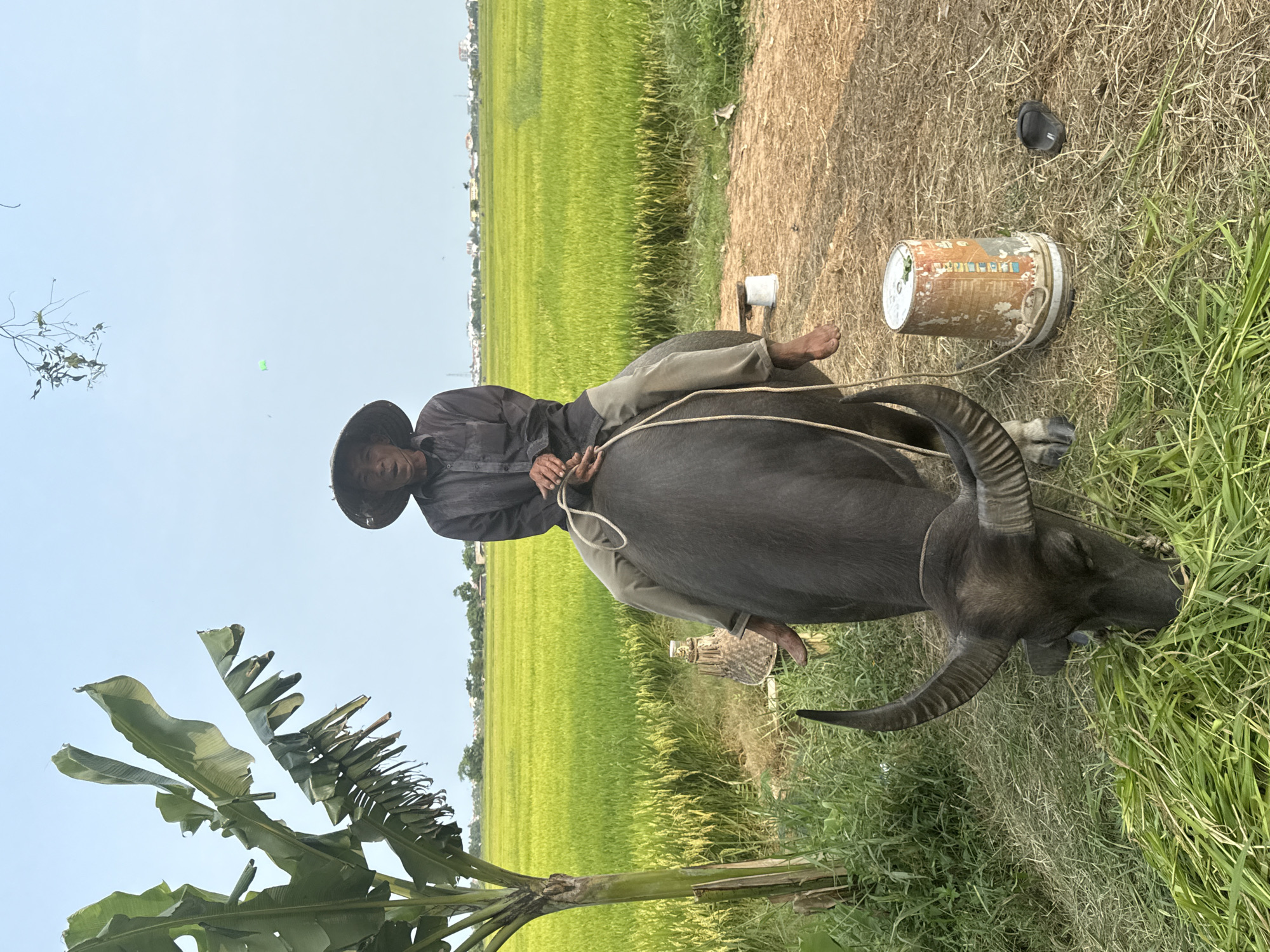 A peaceful rural scene unfolds, likely in Hội An Ward, Vietnam, centered on a farmer and their water buffalo. A person, wearing a dark long-sleeved shirt, light trousers, and a traditional conical straw hat (nón lá), sits comfortably astride a large, dark-grey water buffalo. Their bare feet are visible, and they hold a rope attached to the buffalo. The buffalo, with its prominent, curved horns, appears calm, possibly grazing the grass in the foreground.
The setting is characterized by a vast expanse of lush, bright green rice paddies stretching horizontally across the mid-ground, extending towards a distant line of buildings or a village on the horizon. The foreground features a strip of dry, light-brown ground interspersed with patches of green grass. To the right of the buffalo, a white plastic bucket and a larger, cylindrical container with faded graphics are visible on the ground. A single dark sandal lies nearby. In the lower left, large, somewhat torn green banana leaves from a nearby plant add to the tropical ambiance. The sky above is clear and bright blue, indicating a sunny day, likely mid-morning or afternoon.
The scene depicts a moment of rest or quiet activity in the daily life of a rice farmer, highlighting the traditional agricultural methods where water buffalo play a crucial role. The overall atmosphere is serene and reflective of a typical day in rural Vietnam.