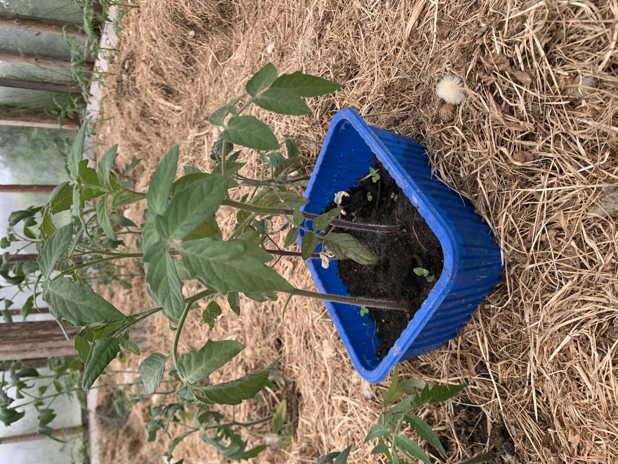 In a greenhouse located in Відзаўскі сельскі Савет, Belarus, a blue plastic tray filled with dark soil holds several young tomato seedlings. The plants have green leaves and purplish stems. The tray is placed on a bed of dry, straw-like material that covers the ground within the greenhouse. In the background, more tomato plants are visible, stretching towards the transparent walls of the structure. The scene depicts a controlled agricultural environment, likely for the purpose of plant cultivation.