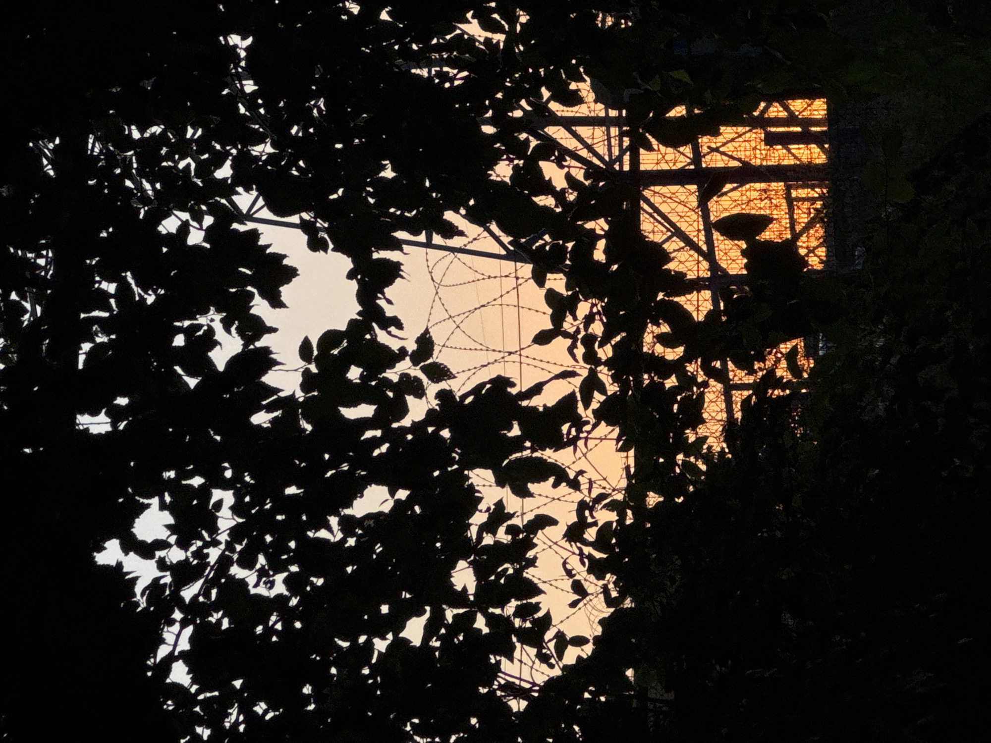 The image depicts a silhouette of dark foliage in the foreground, obscuring a view of a fence with barbed wire in the background. The fence is bathed in an orange light, suggesting it is sunset or sunrise. The barbed wire forms a chaotic pattern against the sky, creating a somewhat unsettling atmosphere. The foliage is dense, with many leaves creating a layered effect. The light in the background is soft and diffused, indicating clear or partly cloudy skies. The overall mood is somewhat mysterious and perhaps a little ominous, due to the combination of the silhouetted leaves, the barbed wire, and the dramatic lighting. The location is unknown, but the presence of a fence with barbed wire might suggest a restricted or guarded area. There is no visible text in the image.