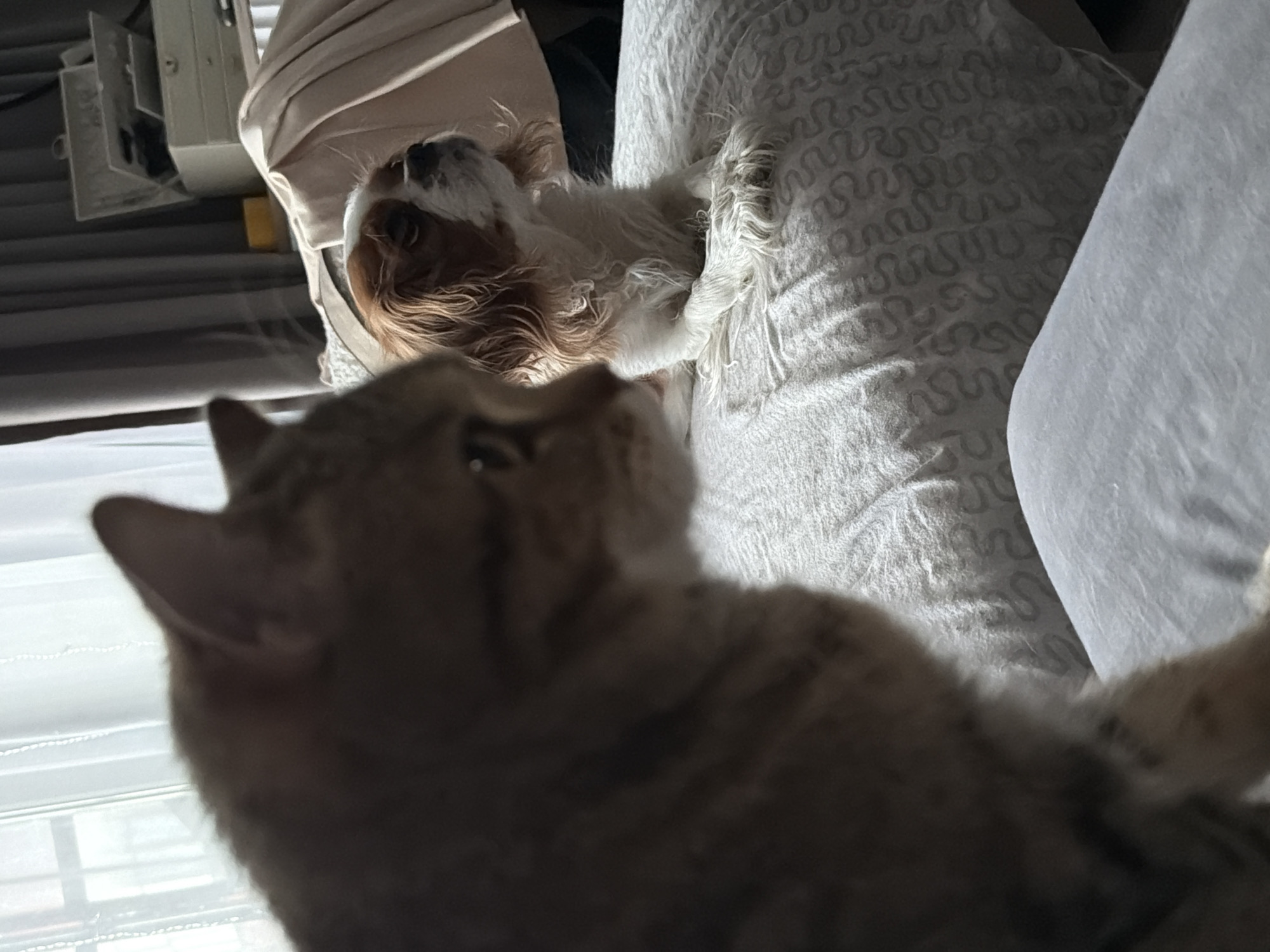 A medium shot captures a cat and a dog indoors. The cat is in the foreground, with its back facing the viewer. Its head is turned upwards, and the cat has a light brown and dark brown tabby pattern. In the background, a small white and brown dog lies on a bed or couch, possibly nestled within a pillow. The dog is also looking upwards, and its expression is obscured. The background includes indistinct elements of a room, such as window blinds and furniture. The location and city are not discernible in the image.
