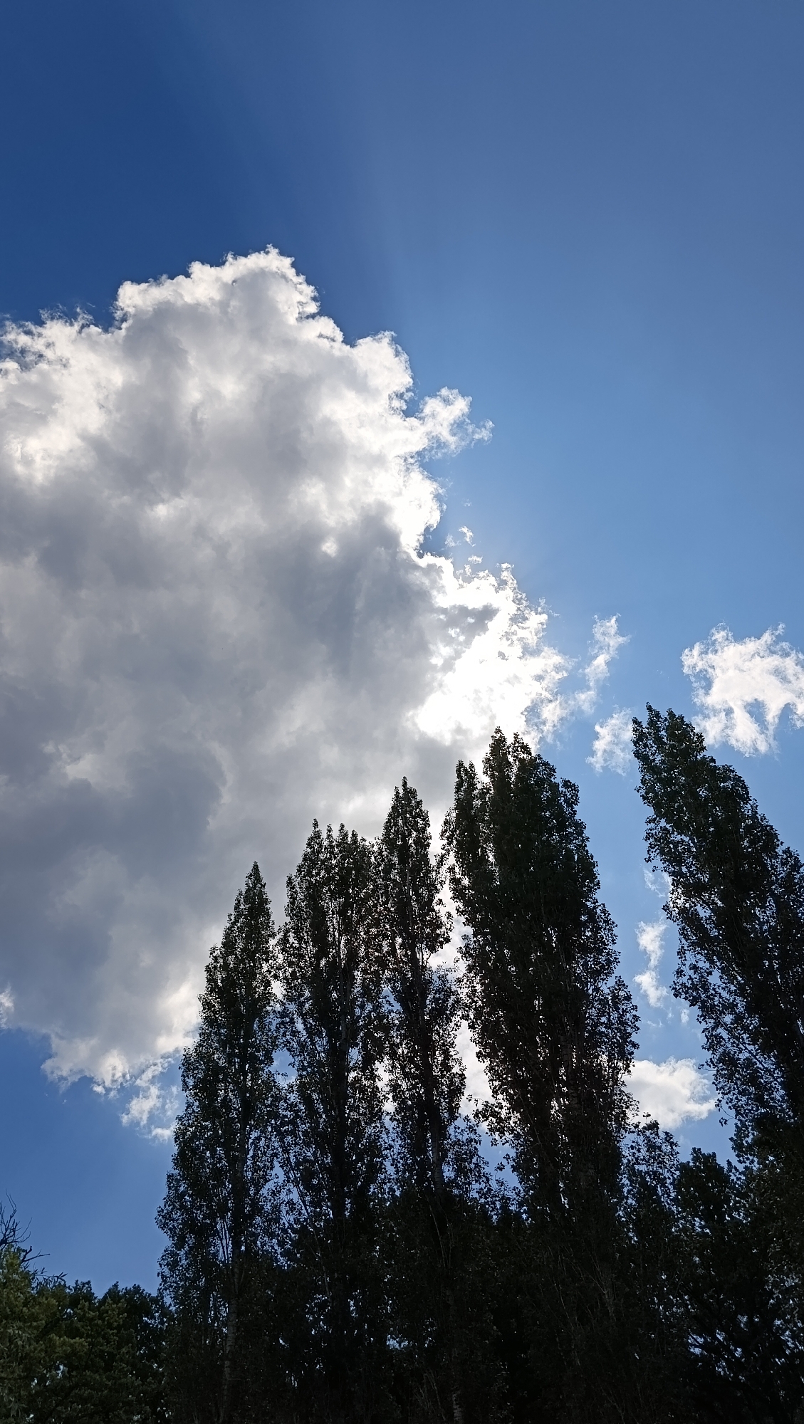 The image depicts a sky filled with dynamic clouds and a clear blue expanse, with tall, dark-silhouetted trees in the foreground. The sun is partially obscured by a large, bright cloud on the left, casting rays of light through gaps in the cloud cover and creating dramatic lighting effects. Several smaller, wispy clouds are scattered across the blue sky. The trees, likely poplars due to their slender and tall form, create a dense canopy that obscures the lower part of the image. The scene suggests an outdoor environment, possibly a park or a roadside, under a bright, partly cloudy sky. No people, objects, or specific actions are discernible, focusing the image entirely on the natural elements of the sky and trees. The image is a vertical composition.