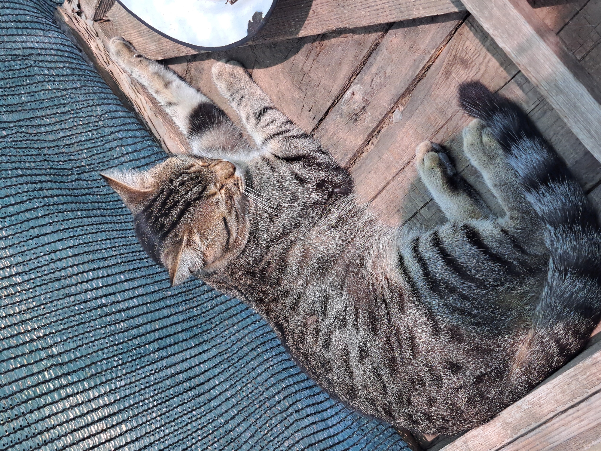 A tabby cat is sleeping on a wooden surface. The cat is lying on its side with its eyes closed and its front paws extended. A blue mesh barrier is visible behind the cat. Part of a white object, possibly a bowl, is on the right side of the image. The wooden surface appears weathered. The scene is outdoors, likely in a yard or patio area. The location is Vypasne, Ukraine.