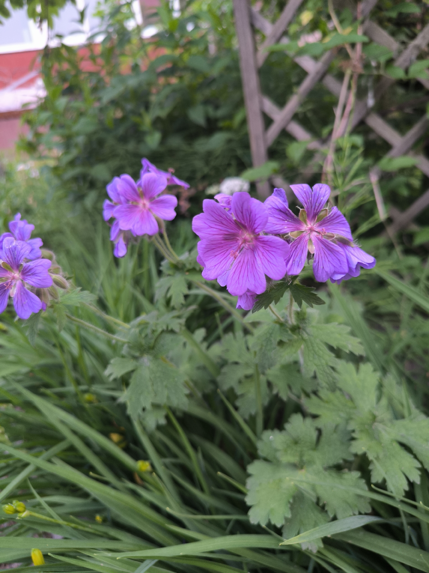 The image depicts a close-up of several purple flowers with delicate, veined petals, likely Geranium species, in a garden setting. The flowers are in various stages of bloom, with some fully open and others partially closed. They are surrounded by lush green foliage, including long, grass-like leaves and broader, lobed leaves characteristic of the plant. In the background, a wooden lattice structure is visible, partially obscured by greenery, suggesting a garden trellis or fence. Beyond that, a blurred red building and more greenery indicate an outdoor, possibly residential, environment. The lighting suggests it is daytime, with soft natural light illuminating the scene. The image was taken in Laskino, Russia.