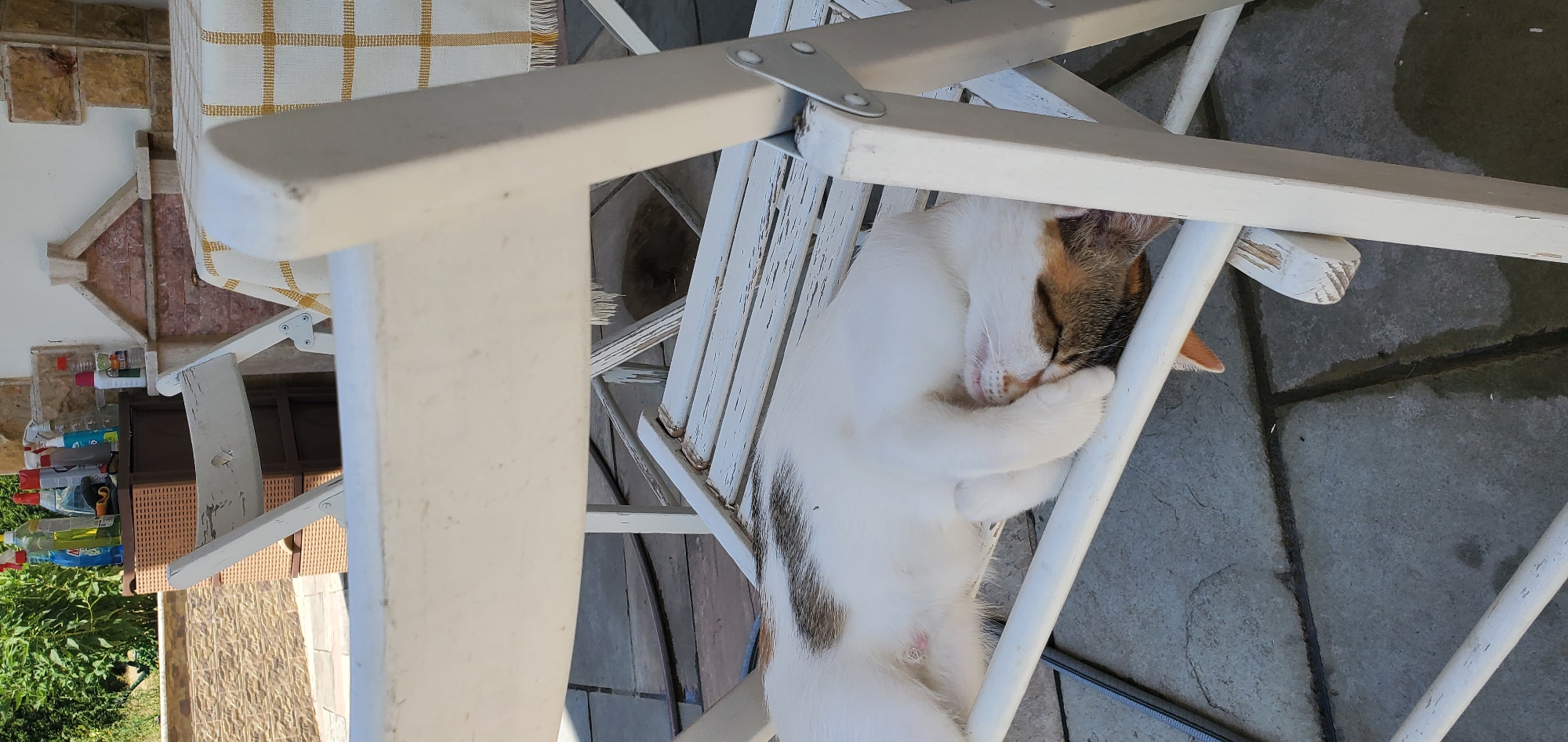 The image captures a calico cat sleeping on a weathered white wooden chair outdoors. The cat is curled up on its side, with its face partially covered by its paws, appearing to be in a deep sleep. The chair has visible signs of wear and tear, with peeling white paint. In the background, a checkered tablecloth drapes over a table, and to the left, cleaning supplies are arranged on a brown plastic drawer unit. The ground beneath the chair is paved with stone tiles. The scene is likely set in an outdoor patio or garden area, possibly in Νέα Σάντα, Greece, given the presence of vegetation and the typical outdoor furniture and setting. The lighting suggests it is daytime, with sunlight illuminating the scene.