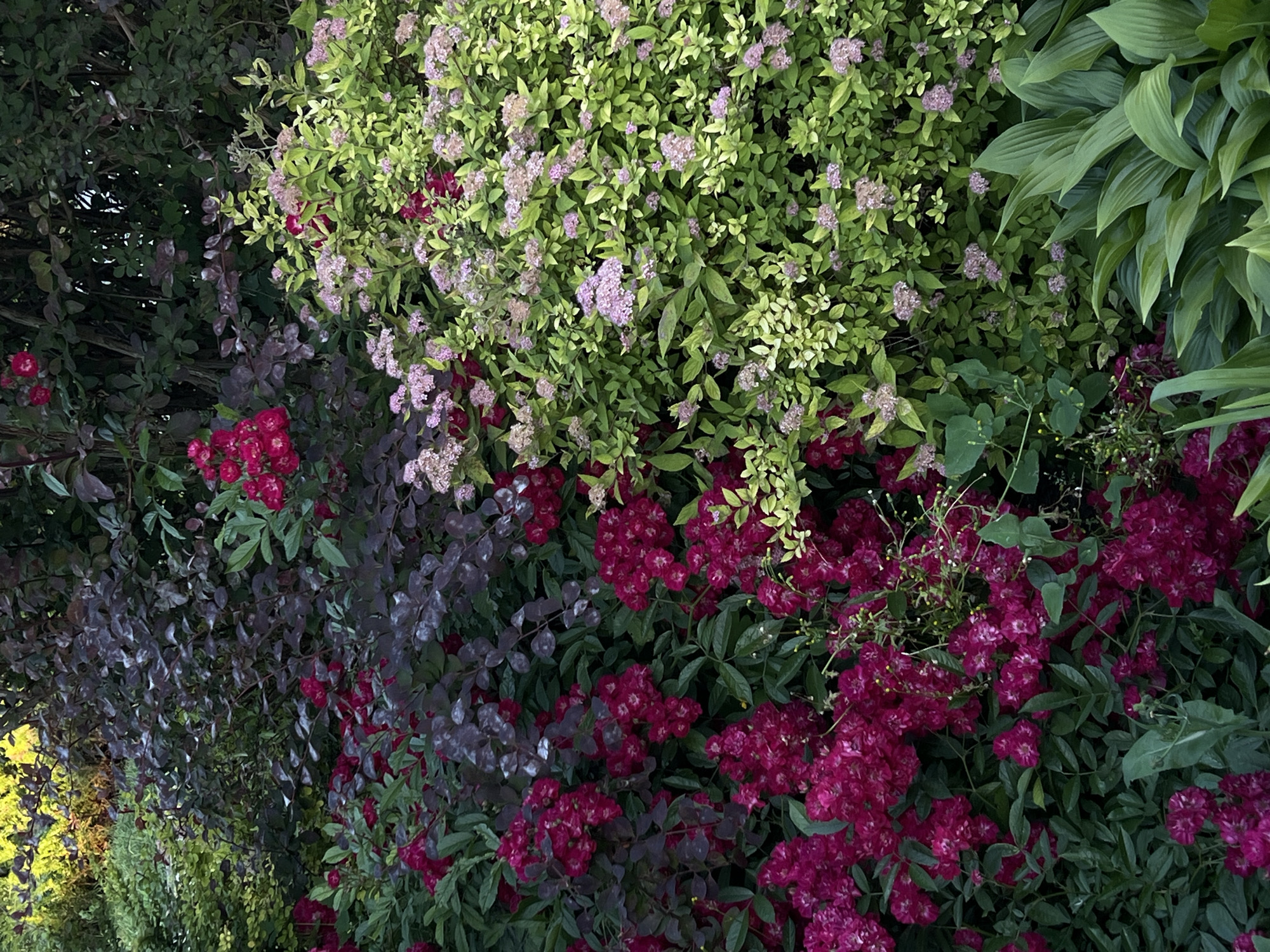 This is a vertical, close-up shot of a dense, lush garden at dusk, with a soft, diffused light illuminating the scene. In the foreground, a profusion of small, deep pink roses with dark green foliage fills the lower half of the frame. To the right, a large bush with lighter green leaves and clusters of delicate, pale pink flowers is prominent. Behind these, a dark purple-leafed shrub provides a rich, contrasting backdrop. The overall impression is one of abundant, vibrant growth. The scene is located in a garden in Ternopil, Ukraine, a city known for its green spaces and natural beauty. There are no people or animals visible in the image.