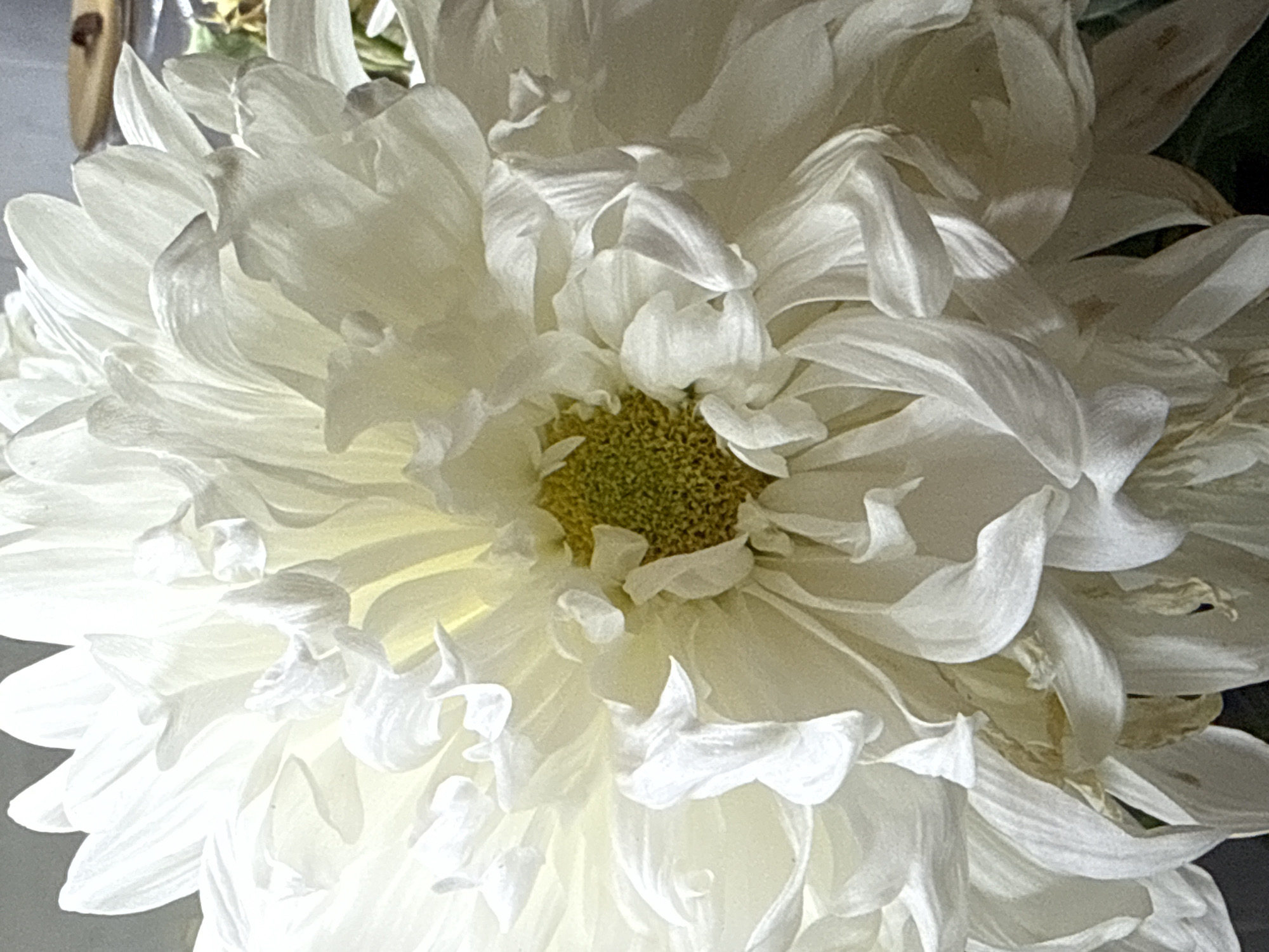 A close-up, high-angle shot shows a large, white chrysanthemum flower. The flower is full of numerous petals that overlap and curl, with a yellow center. The lighting is bright, casting subtle shadows and highlighting the delicate texture of the petals. The background is dark and out of focus, with a hint of green foliage visible on the right side. There is also a blurred object that appears to be a wooden surface with a dark item on it in the upper right corner. The image does not provide any information about the location in the city of Unknown, Unknown.