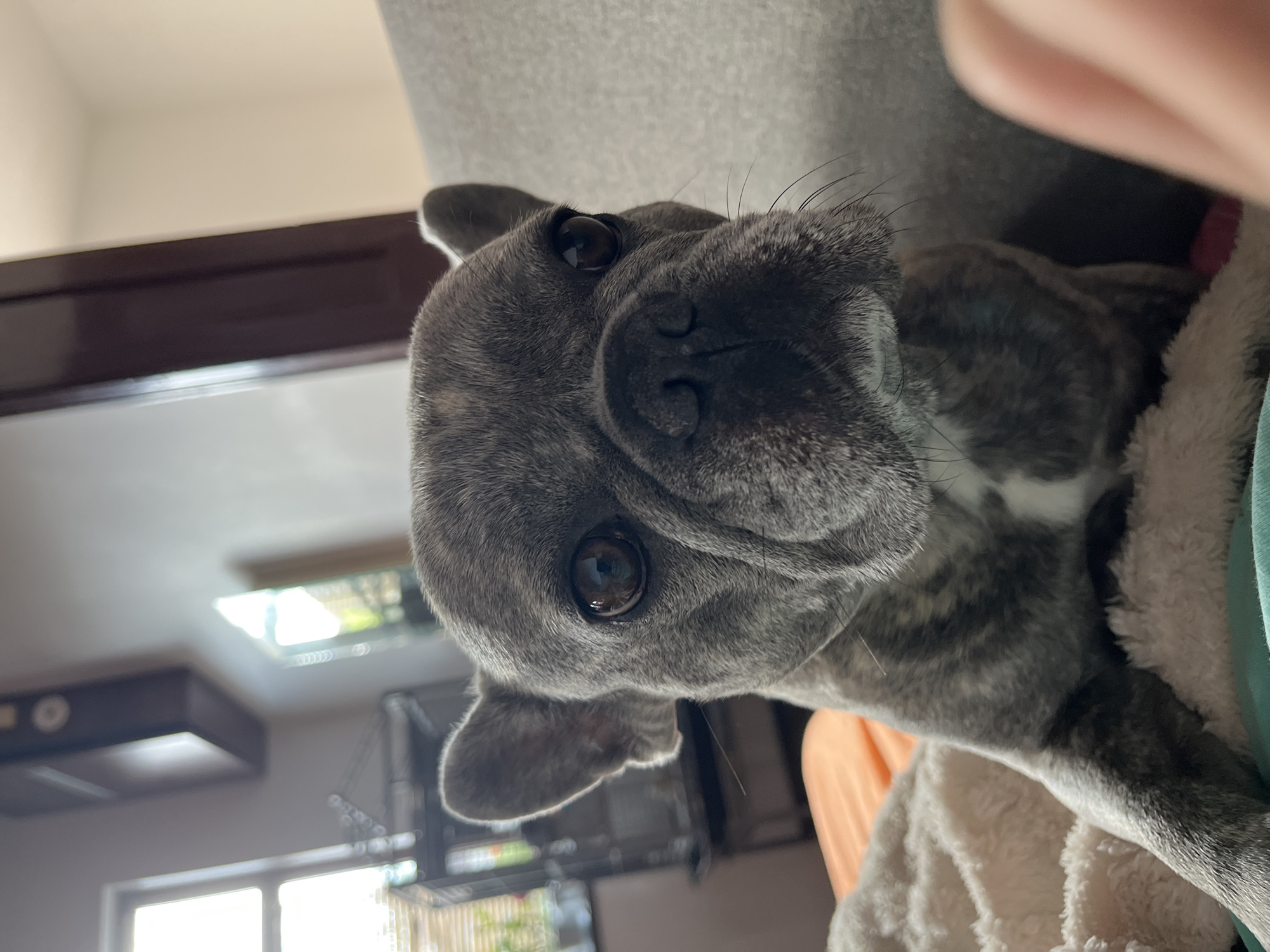 A close-up, slightly Dutch-angled portrait captures a grey brindle French Bulldog looking directly towards the viewer. The dog has short, fine fur with a pattern of dark grey stripes over a lighter grey base, and a distinct white patch on its chest/neck area. Its large, dark brown eyes are glossy and reflective, showing curiosity, and its black nose and prominent whiskers are clearly visible. Its ears are partially visible, flattened slightly, suggesting a relaxed state.
The dog appears to be resting on or snuggled into soft, plush fabrics, primarily a cream-colored, fuzzy blanket or cushion, with a hint of teal/mint fabric on the right. A blurred, light-skinned human hand or arm is visible in the upper right corner, suggesting physical interaction or holding.
The background is out of focus, indicating an indoor, domestic setting. Visible elements include a dark brown horizontal surface (possibly a shelf or window frame) and blurred light-colored walls or ceilings. Multiple bright, out-of-focus areas suggest windows allowing daylight into the room, with some greenery visible through one. Other indistinct, dark objects are present in the distant background. The overall impression is one of warmth and comfort, likely during the daytime. No text is visible.