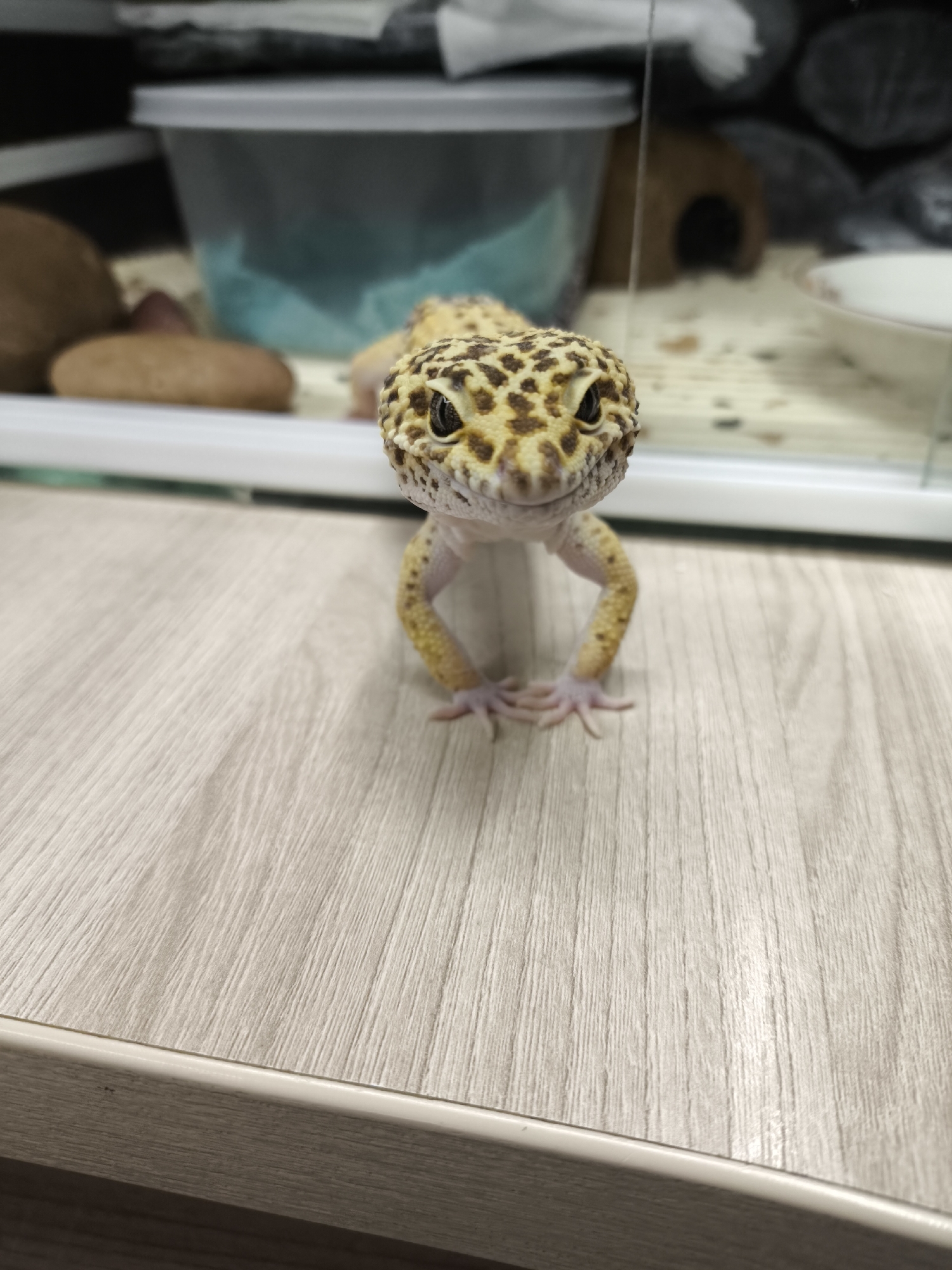 A leopard gecko stands on a light-colored wood-grain surface. Its body is positioned towards the viewer with its front legs extended and feet splayed out. The gecko features yellow and brown spots on its head and back, with a light underbelly. It has dark eyes and a slight smile-like expression.
Behind the gecko, there is a glass enclosure filled with various objects. A gray plastic container with blue tissue paper is visible to the left, and a brown hide is seen in the background to the right. There's also a white dish partially visible. The contents of the enclosure are blurry and indistinct.
The location of the image is not explicitly stated in the provided data and cannot be determined from the visual information alone. Therefore, I cannot confirm the location as Chaikovsky, Russia.