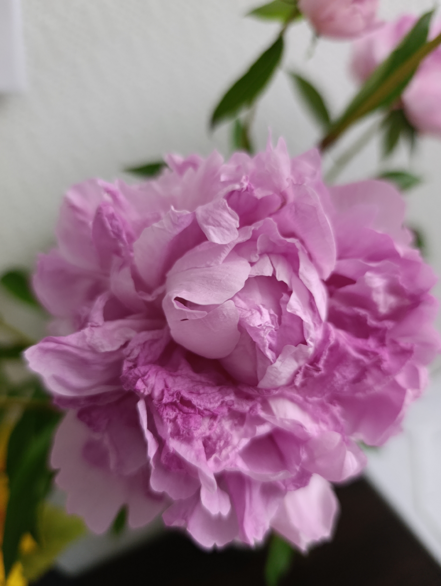 The image shows a close-up of a pink peony flower. The flower is in full bloom, with many ruffled petals. The background is out of focus and appears to be a white wall and some green leaves. There is no indication of a specific location in the city of Pivdenne, Ukraine, or any people, actions, or interactions depicted in the image. The image focuses solely on the botanical subject matter.