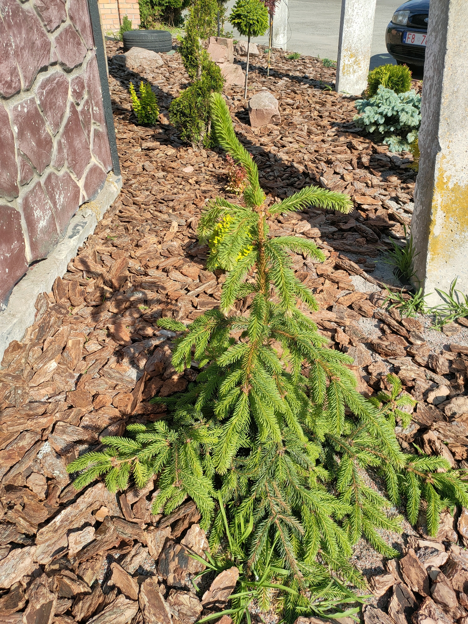In Nosivka, Ukraine, a young evergreen tree with bright green needles stands prominently in a landscaped garden bed. The ground is covered with a thick layer of brown, irregular-shaped bark mulch, creating a textured surface. The tree's branches are spread wide, some drooping slightly towards the mulched ground. Small yellow flowers are visible amongst the needles. To the left, a section of a wall constructed with large, reddish-brown stones with rough, uneven surfaces is visible, bordered by a concrete foundation. Behind the tree, the ground continues with bark mulch and scattered small stones. In the background, other garden elements are present, including other plants and decorative rocks, and a portion of a vehicle with a license plate is visible. The scene is illuminated by bright sunlight, casting distinct shadows across the mulch.