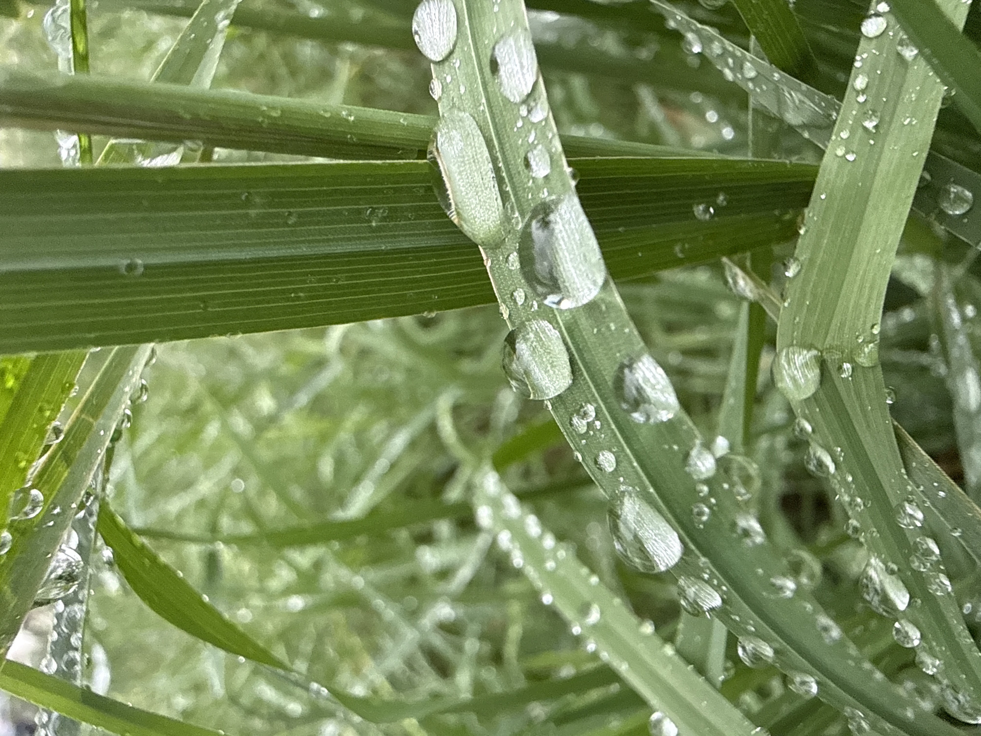 The image shows close-up of green grass blades covered in water droplets. The focus is sharp on a few blades, highlighting the droplets clinging to the edges and surfaces. Other blades are slightly out of focus in the background, creating a sense of depth. The overall color palette is various shades of green with the transparent water droplets reflecting light. There is no evidence to suggest the location is in Марковский, Russia. The description only includes details from the given image.