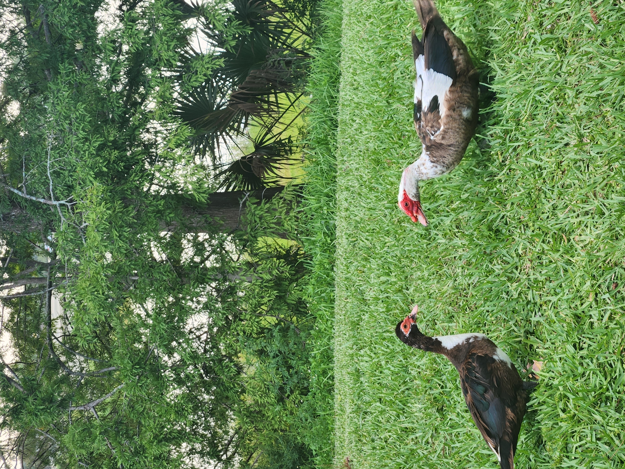 Two Muscovy ducks are standing in a grassy field. The duck on the left is predominantly dark brown with a white chest and red caruncles around its eyes and beak. The duck on the right is a mottled brown and white with red caruncles. Behind the ducks, there is a dense green foliage of trees and palm fronds. The scene is likely outdoors in a natural environment, possibly a park or backyard, in Altamonte Springs, United States of America. The lighting suggests it is daytime.