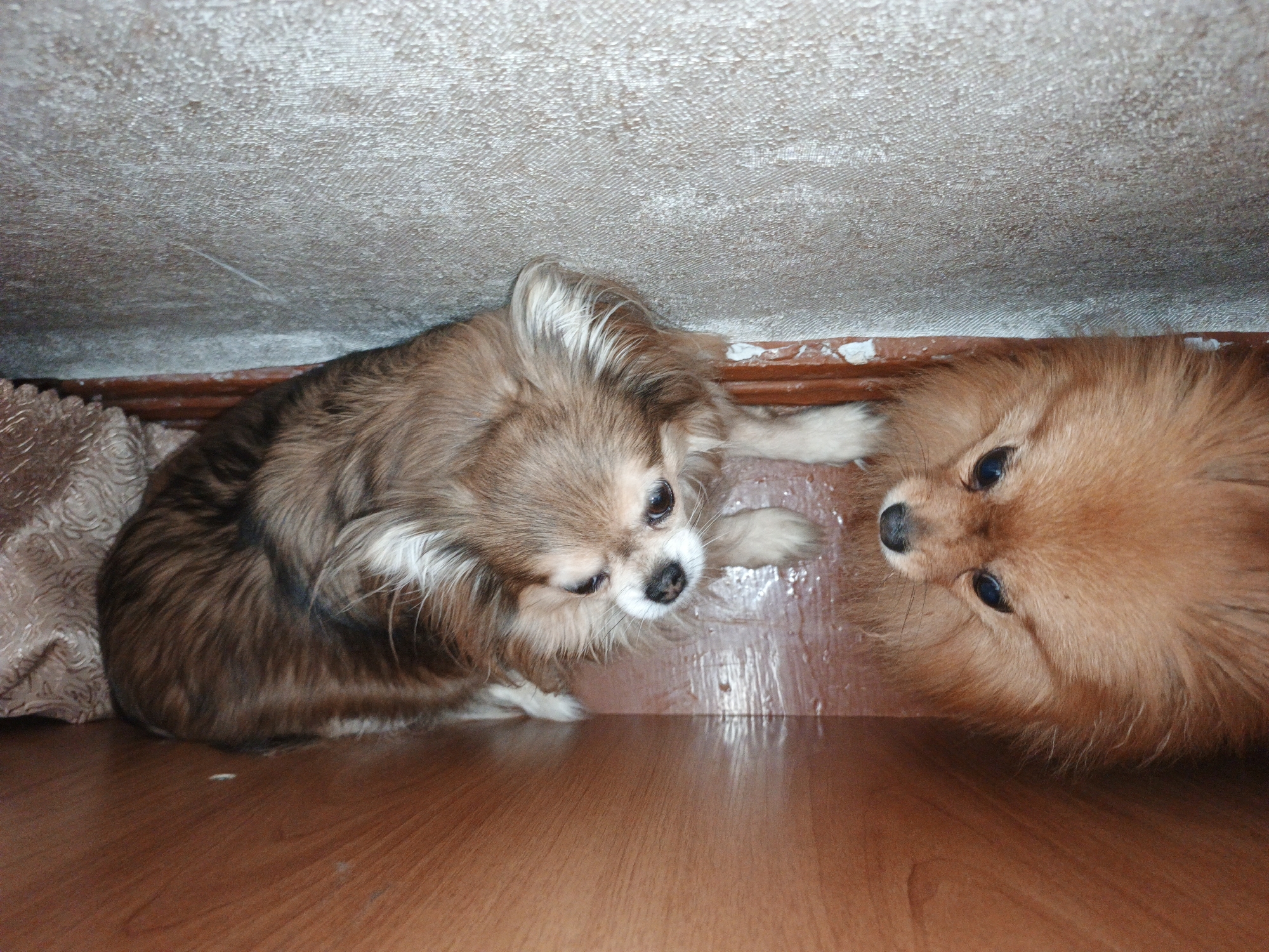 Two small dogs are lying on a polished wooden floor. The dog on the left is long-haired and brown and tan, with its head turned towards the camera. The dog on the right is a fluffy orange Pomeranian, with its head tilted and facing the camera. The background is a textured wall. The image was taken indoors in Medvedyovka, Russia.