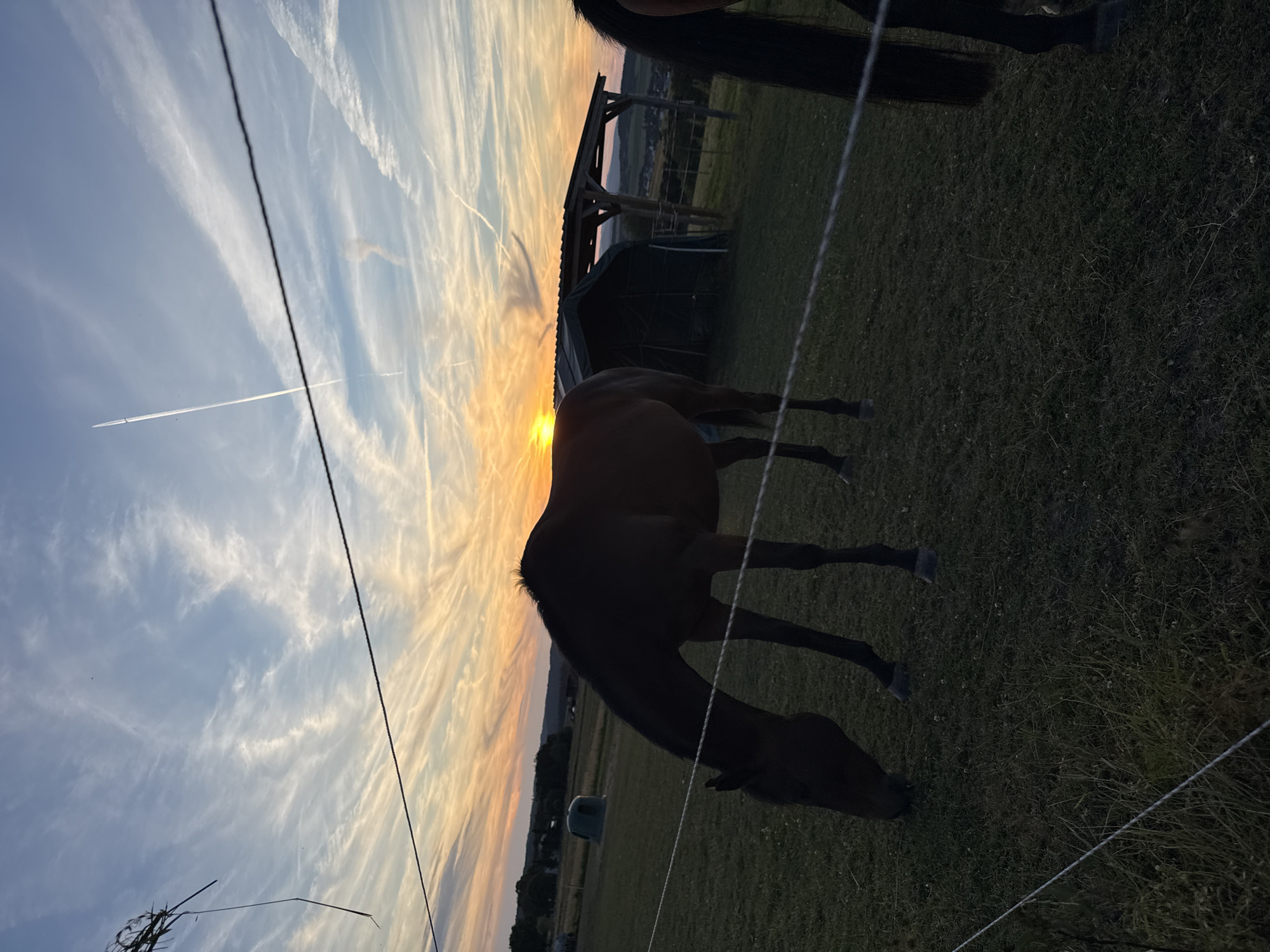 The image depicts a rural scene in Oberquembach, Germany, during sunset. A dark-colored horse is the primary subject, grazing in a grassy field. The horse is silhouetted against the vibrant sky, which is filled with wispy clouds streaked with orange and yellow hues. A man-made structure, possibly a stable or shelter with an open wooden roof, is visible in the background. There are also hints of other horses present, as indicated by the tail of another horse on the right side of the frame. A thin wire fence stretches across the foreground, slightly obscuring the view of the field. The overall impression is one of tranquility and natural beauty, typical of a countryside evening.