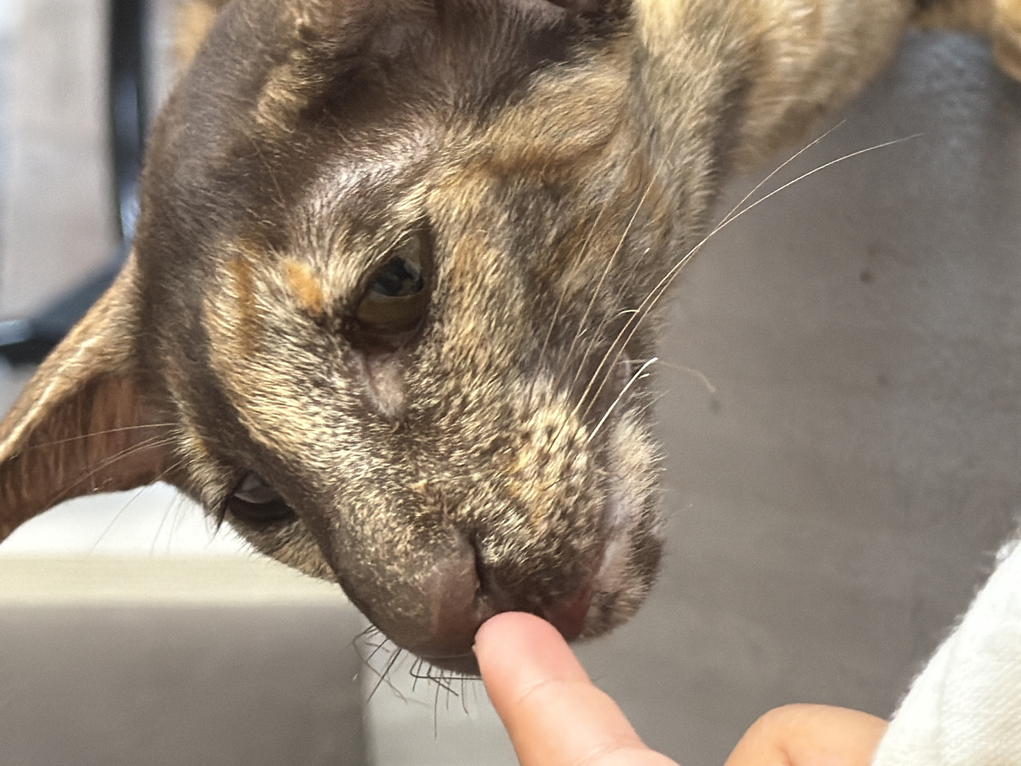 A close-up, high-angle shot shows a cat's face in profile, with a human finger gently touching its nose. The cat has short, brown fur with lighter brown and golden patches, and its eyes are partially closed. The background is out of focus, appearing as a light-colored wall and a darker surface. This image was captured in Chaikovsky, Russia.