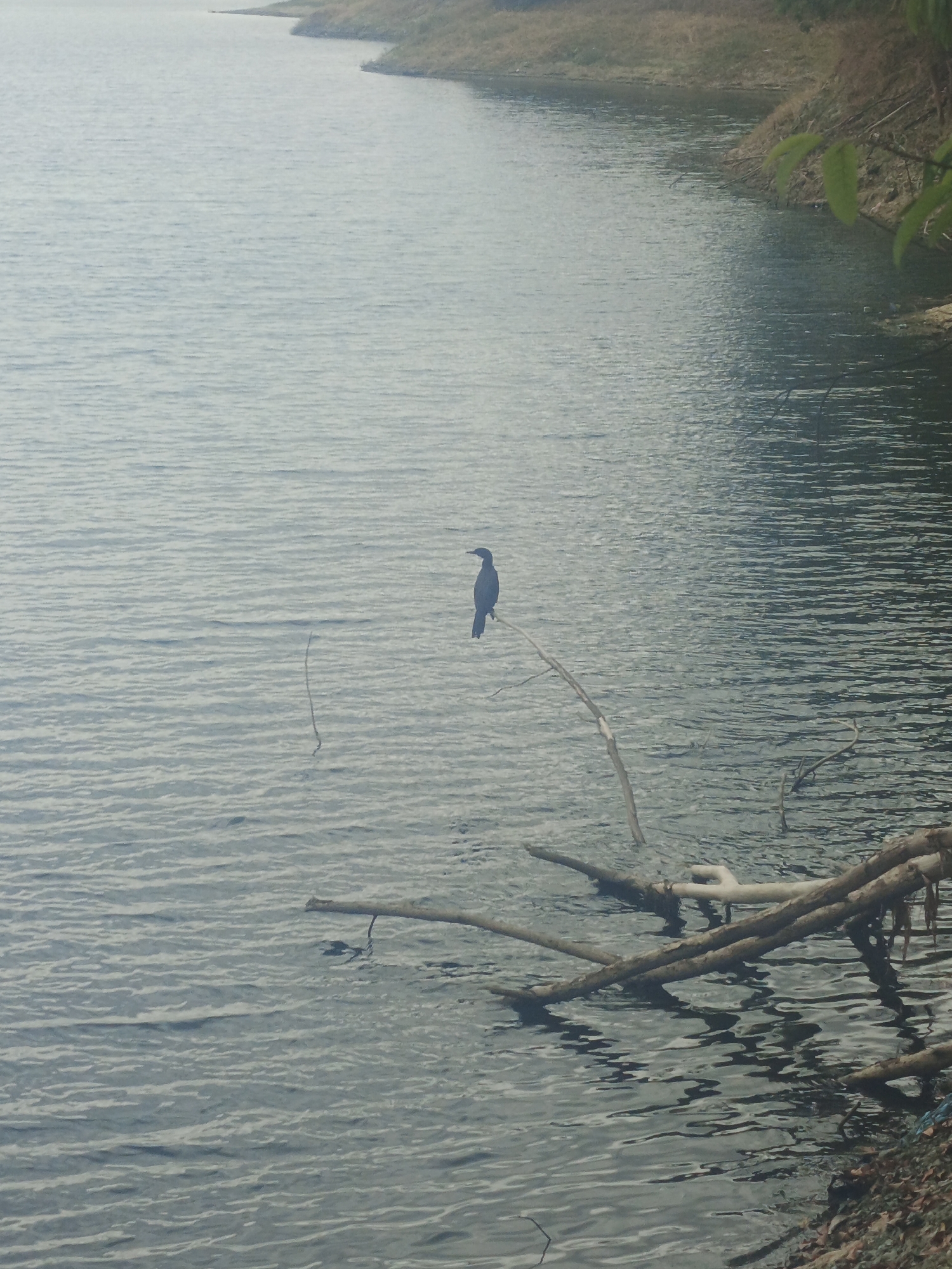 A dark-colored bird sits perched on a slender branch protruding from the water's surface. Several branches, some submerged, lie clustered to the right of the bird. The water exhibits a rippled texture. The shoreline with dry vegetation is visible in the background. This image was taken near Tinaquillo, Venezuela.