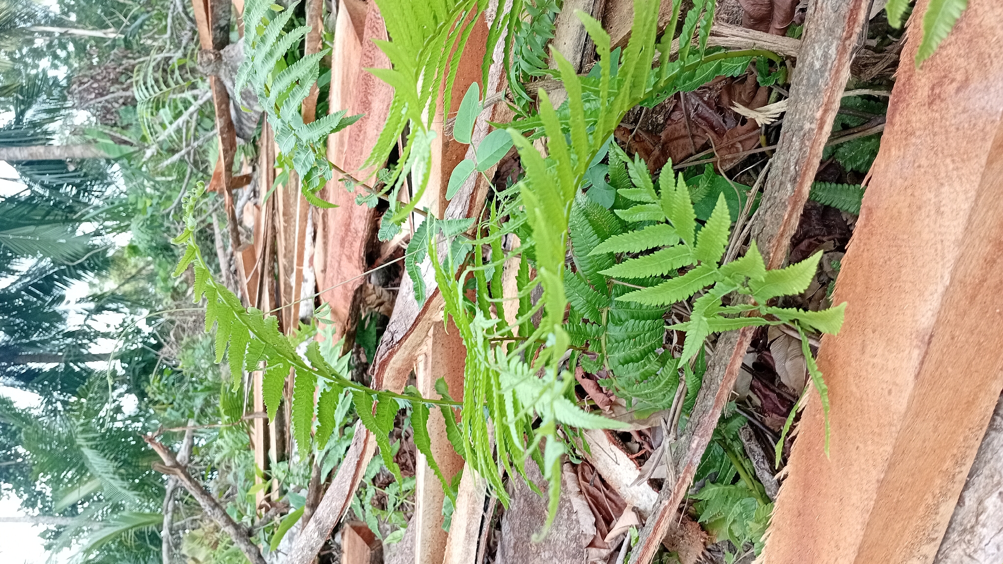 In Matangkelayu, Indonesia, a close-up, ground-level shot captures a cluster of vibrant green ferns sprouting from a forest floor. The ferns are the primary focus, with their intricate fronds delicately unfurling amongst fallen palm fronds and rough-hewn wooden planks. The background is a blur of tropical foliage, including the distinctive fronds of palm trees, suggesting a humid, natural environment. The light is diffused, possibly indicating an overcast sky or the dense canopy of trees overhead. The scene is one of natural growth juxtaposed with elements of human activity, likely deforestation or construction, indicated by the cut wood. No people are visible in the image.
