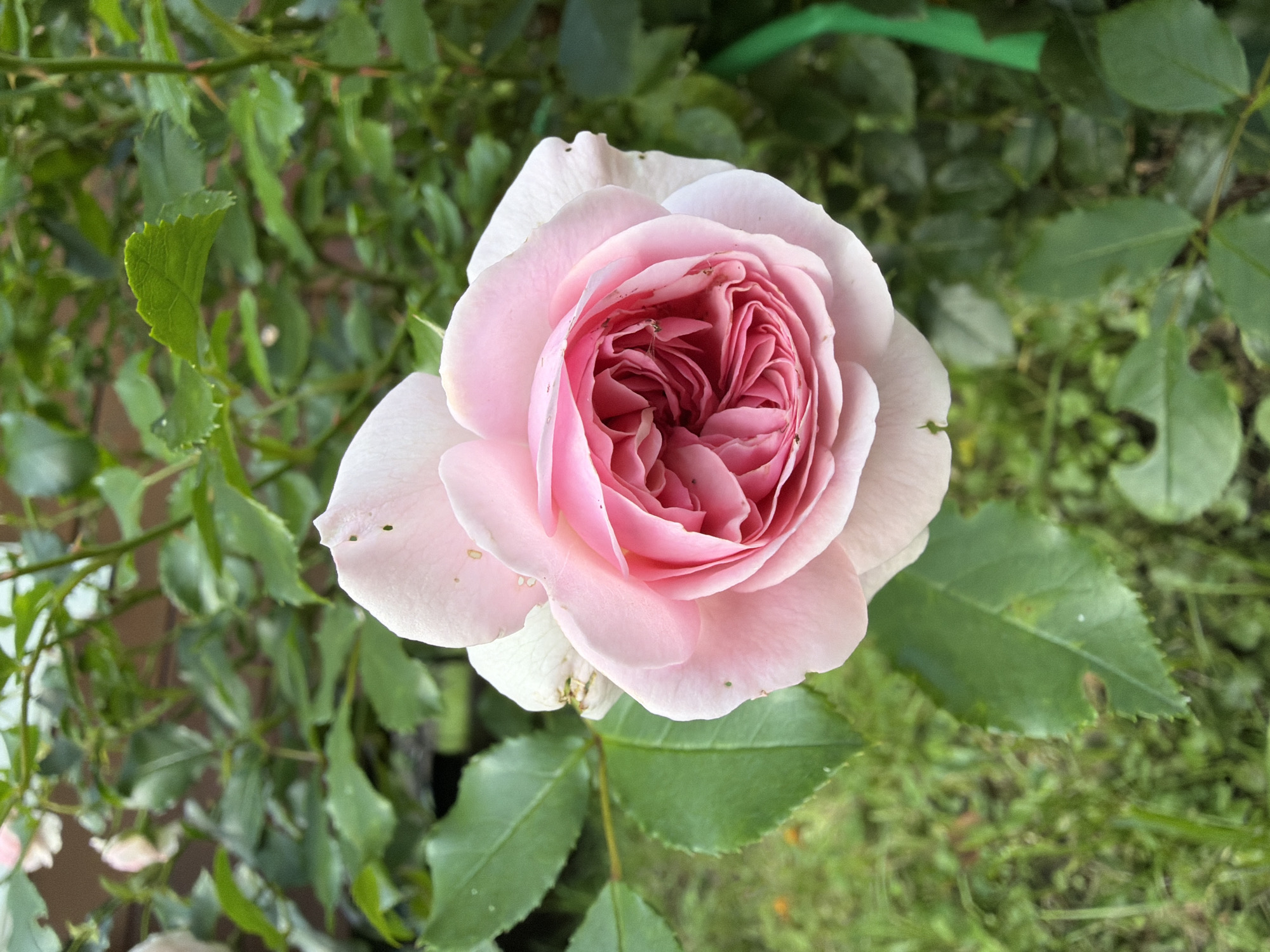 A close-up, overhead shot captures a fully bloomed light pink rose in the foreground. The rose exhibits numerous tightly packed petals, forming a layered, cup-like shape, with the outer petals slightly unfurled. The background is a blur of green foliage, suggesting an outdoor garden setting. The scene is devoid of any human presence or discernible city landmarks. The image is likely taken in the city of Imeni Vorovskogo, Russia, given the prompt's context.