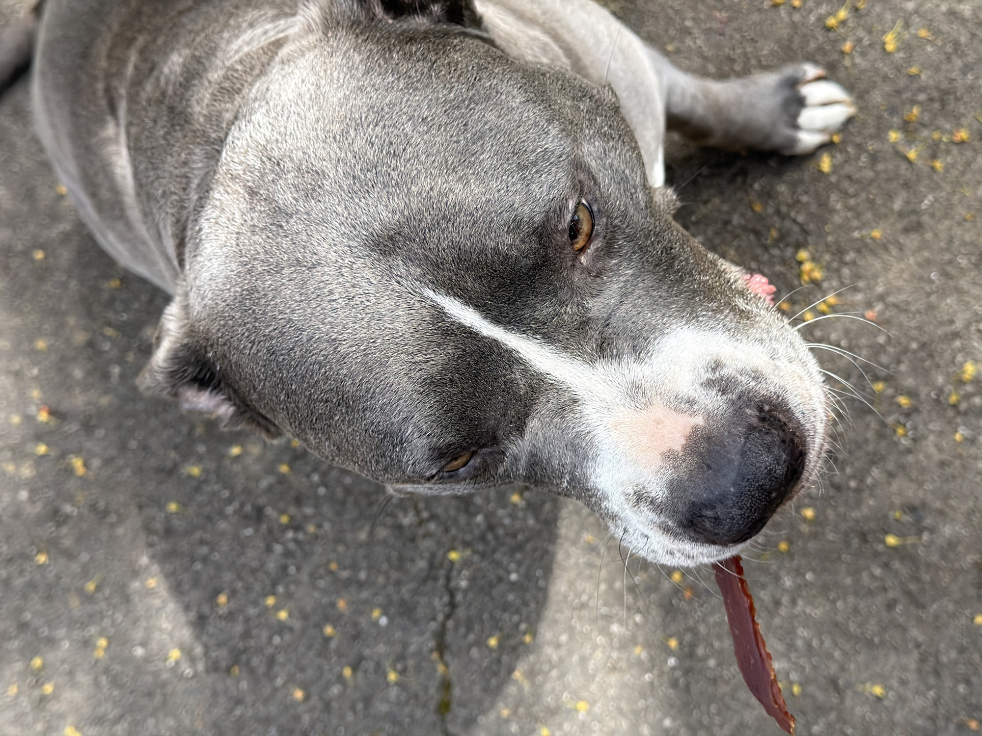 A close-up, high-angle shot depicts a gray and white pit bull-type dog lying on concrete. The dog has a white stripe down its face and a black nose with pink spots. It is looking upwards. The dog's tongue is partially visible, hanging slightly out of its mouth. Small yellow flowers or debris are scattered on the concrete. The location is Esch-sur-Alzette, Luxembourg.
