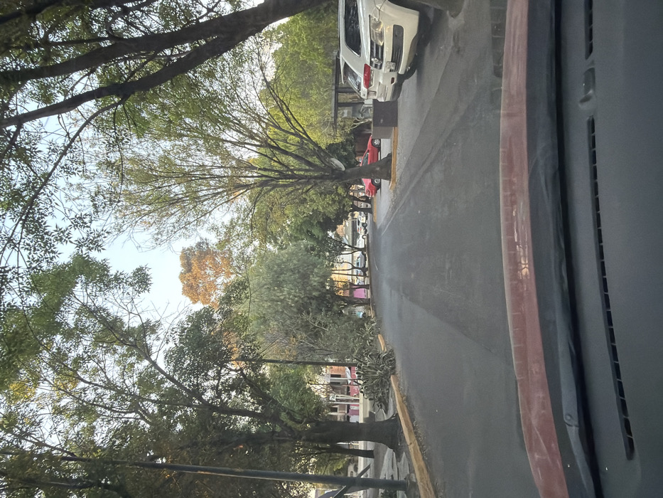 A view from inside a vehicle showcases a tree-lined street. The trees on both sides create a canopy, partially obscuring the sky. Several parked cars are visible along the right side of the road, including a white SUV and a red car. The pavement appears wet. A yellow curb separates the road from the sidewalk. The vehicle's dashboard and interior elements are visible in the foreground.