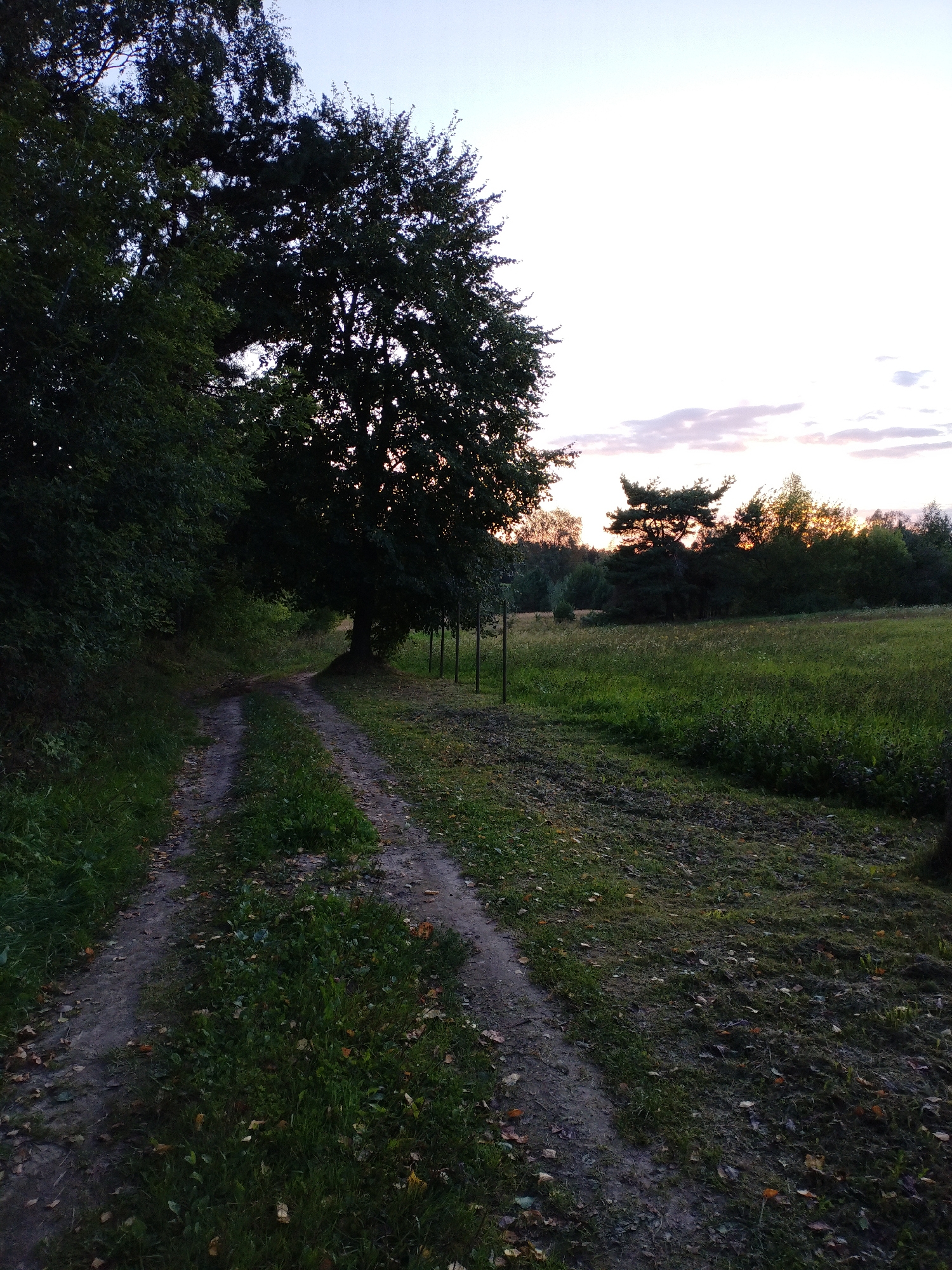 The image depicts a dirt path winding through a grassy field next to a wooded area, under a pale sky with scattered clouds tinged with the colors of sunset. The path is partially overgrown with grass and scattered with fallen leaves. To the left of the path, a dense cluster of trees and foliage creates a shadowed wall. To the right, a wide expanse of green grass stretches towards a line of trees in the distance, with a distinctive evergreen tree with a flattened canopy prominently visible. The overall lighting suggests either early morning or late evening. The scene is devoid of human presence or activity. The location is identified as being in the city of Bialynichy, Belarus.