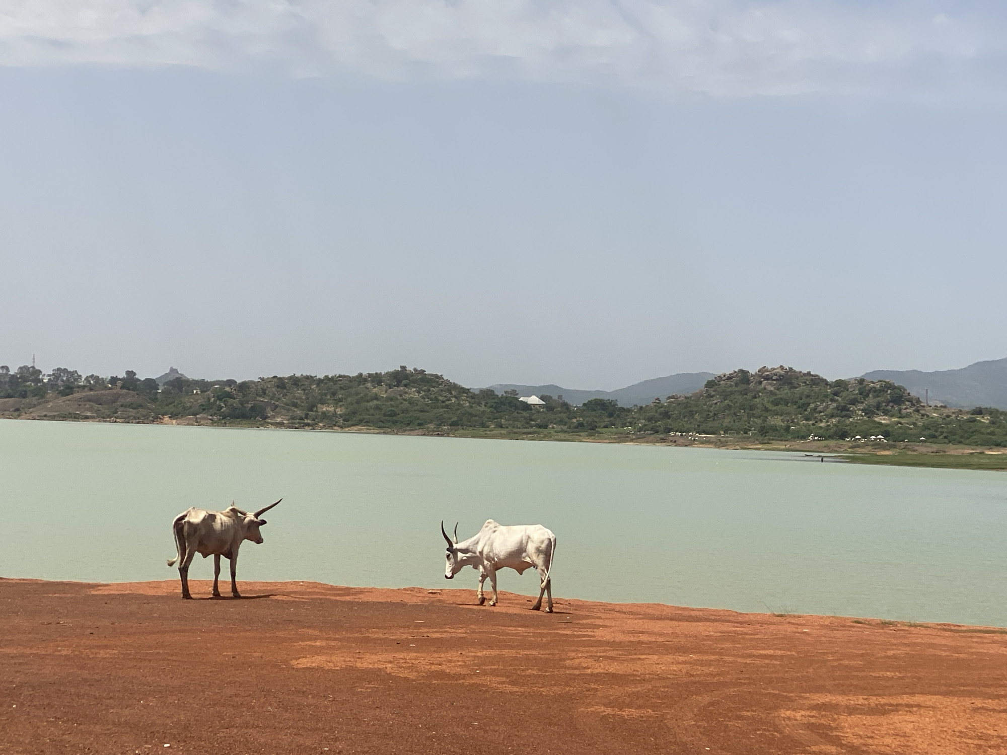 The image shows two cattle standing on a reddish-brown, soil-covered embankment near a body of water. The water has a greenish hue and extends to the horizon, where a land mass with sparse vegetation and rocky formations is visible. The sky is overcast, with a pale blue-gray color. The cattle are both light-colored, one a cream or light tan and the other white. The cattle are both facing each other, on the shore of a lake that is identifiable as the Rayfield Resort in Jos, Nigeria.