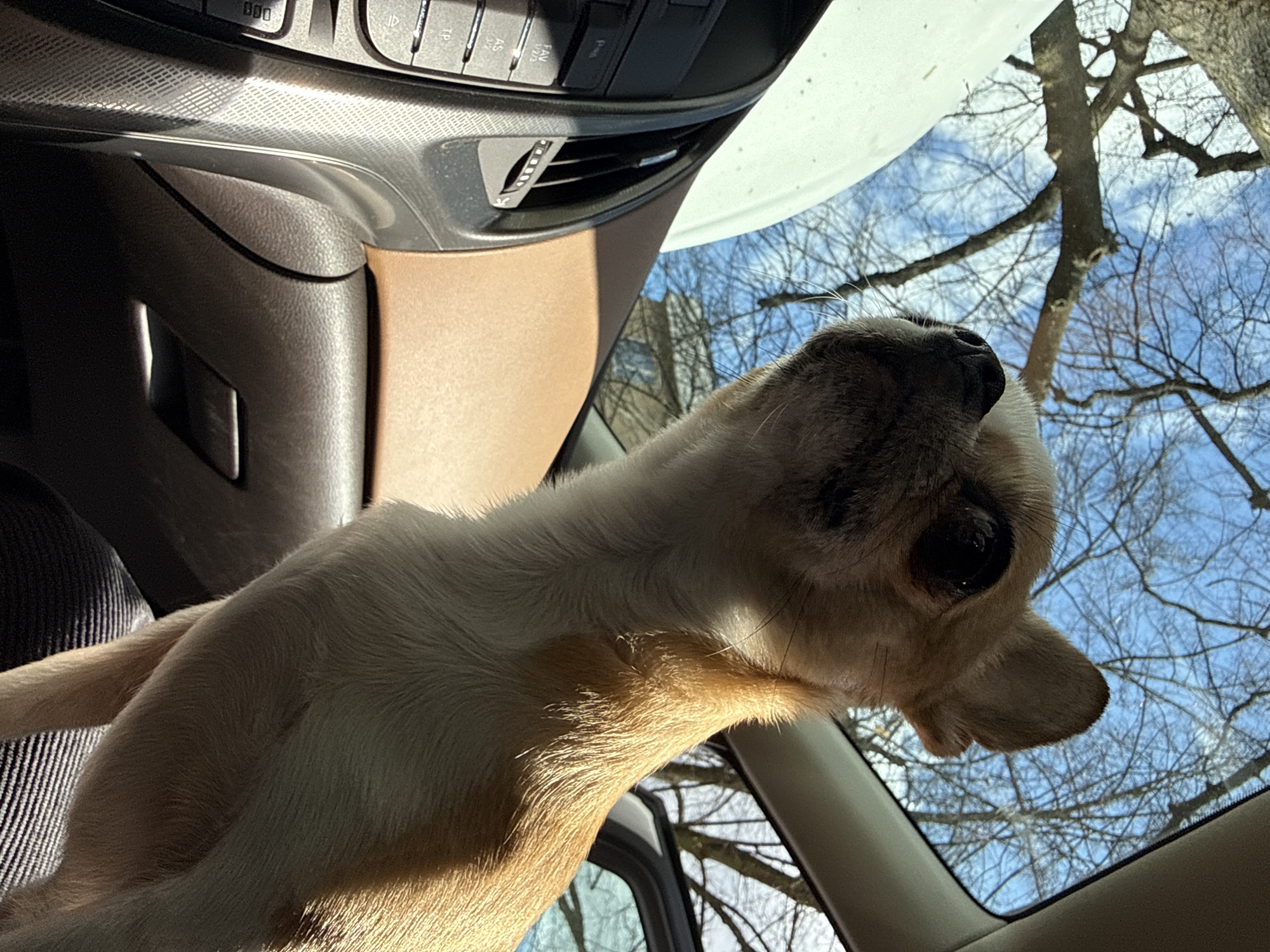 A tan chihuahua is inside a vehicle, possibly a car, looking out of the window. The dog's head is tilted upward toward the window, which shows a view of bare tree branches against a bright blue sky. The interior of the vehicle is visible and includes a brown interior. The location is unknown and there is no indication of Berlin, Germany.