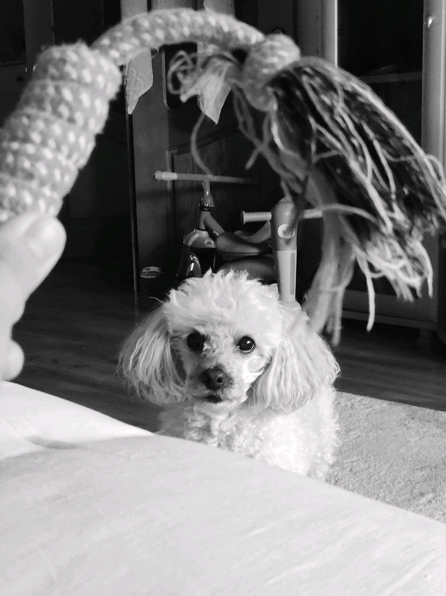 In a dimly lit indoor setting, a small, white poodle with a fluffy coat and dark eyes sits on a carpeted floor. The dog is looking directly at the camera, its ears long and floppy. In the foreground, a person's hand is visible, holding a thick rope toy with a textured pattern. The toy is partially obscuring the view of the room behind it. The background shows blurred furniture and what appears to be a shelf or cabinet. The image is in black and white. The location is not discernible from the image.