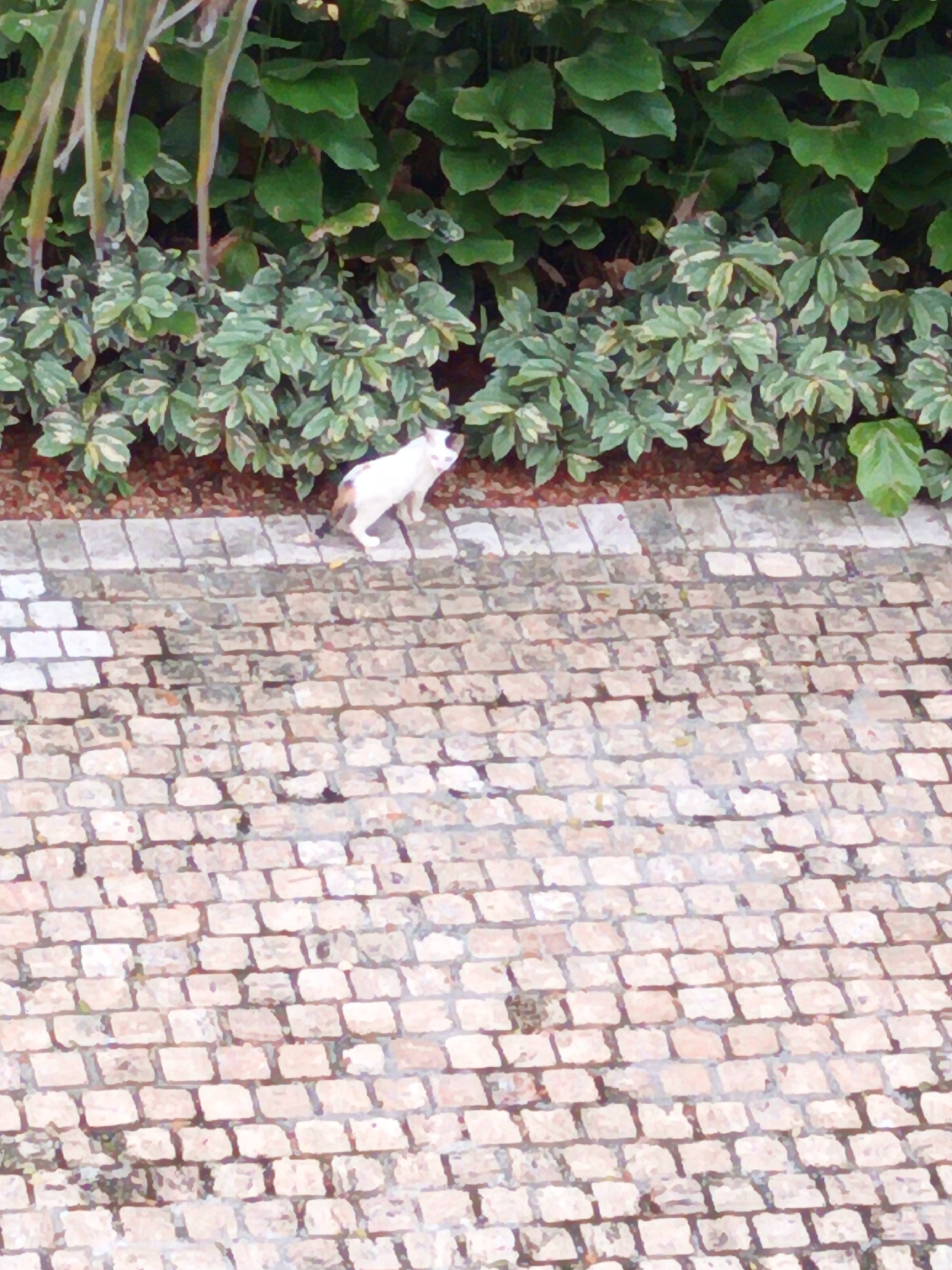 A white cat with brown and black markings is standing on a cobblestone path. The cat is facing to the left with its head turned slightly to the right, looking at the camera. Behind the cat is a wall of greenery, with a brick wall below the path. The image appears to have been taken from an elevated position. The scene does not contain any elements that would help identify its specific location within Kuala Lumpur, Malaysia.