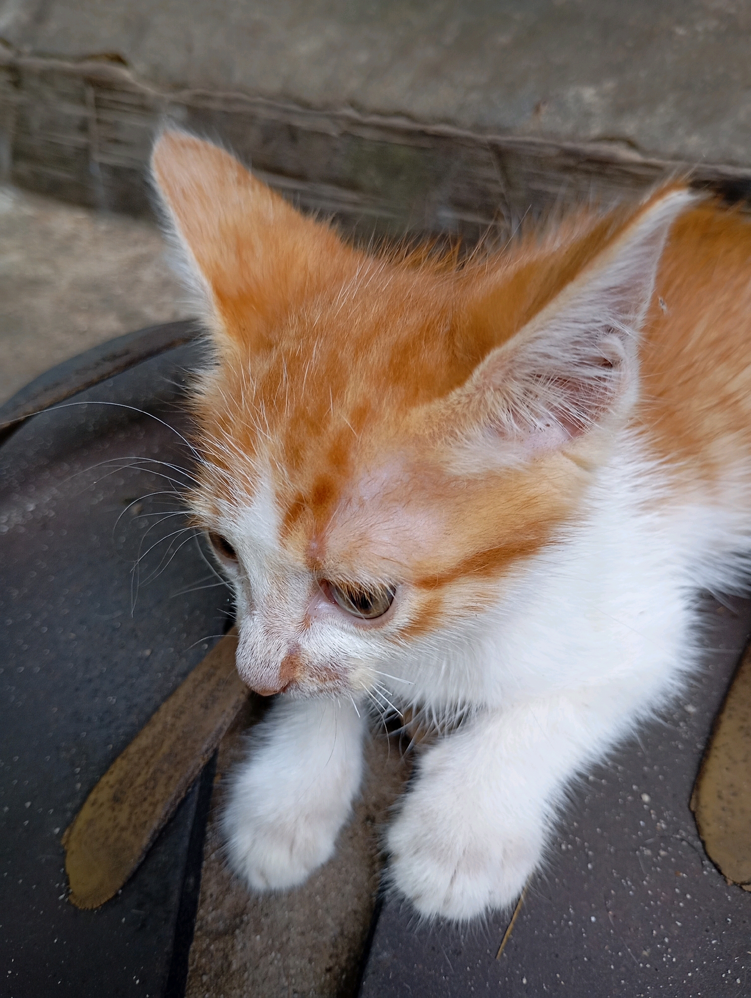 A close-up, eye-level shot shows an orange and white kitten resting on a dark, textured surface, possibly a tire or similar material. The kitten is facing left with its head slightly lowered, looking down. Its fur is short and appears soft, with distinct orange markings on its head and back, and white fur on its chest and paws. The kitten's large, pointed ears are visible, and its whiskers are prominent. The background is out of focus, showing a rough, greyish surface with some vertical lines, possibly a wall or a textured floor. There are no people or other animals visible in the image. The lighting suggests an outdoor setting, possibly in Balikpapan, Indonesia, given the natural daylight and the commonality of outdoor pets in the region.