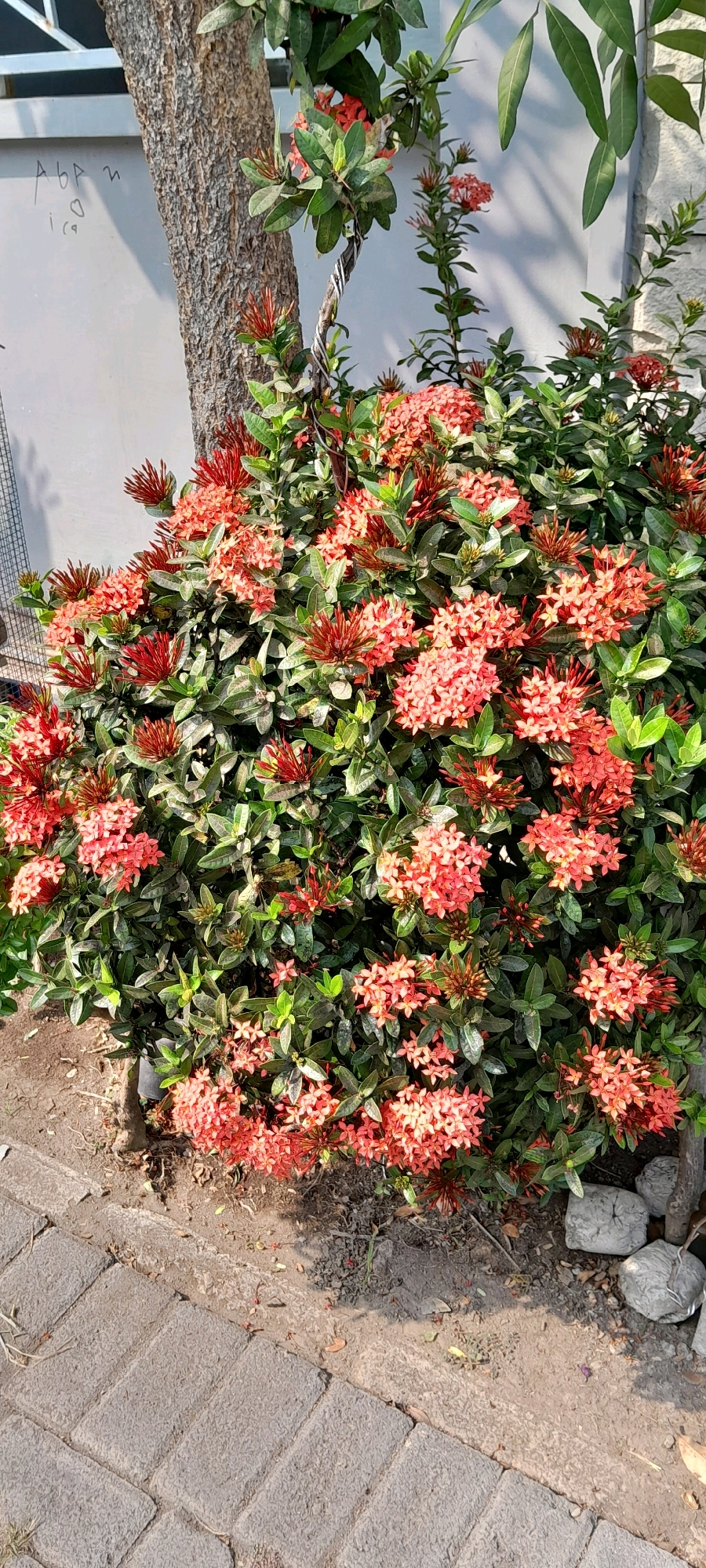 A close-up, eye-level shot captures a vibrant bush of ixora flowers in bloom, their clusters of small, coral-red petals forming dense inflorescences. The flowers are set against a backdrop of lush, dark green foliage. The bush is situated outdoors, next to a rough-barked tree trunk. To the left of the tree, a light-colored wall with faint, hand-drawn markings is visible. In the foreground, a brick pathway made of interlocking rectangular pavers, laid in a herringbone pattern, extends across the bottom of the frame. The ground surrounding the bush is covered in dry soil and scattered with fallen leaves and small pebbles. The lighting suggests it is daytime, with shadows cast on the ground. The scene appears to be in a garden or yard setting. The handwriting on the wall is difficult to decipher, but appears to contain letters and possibly a heart symbol.