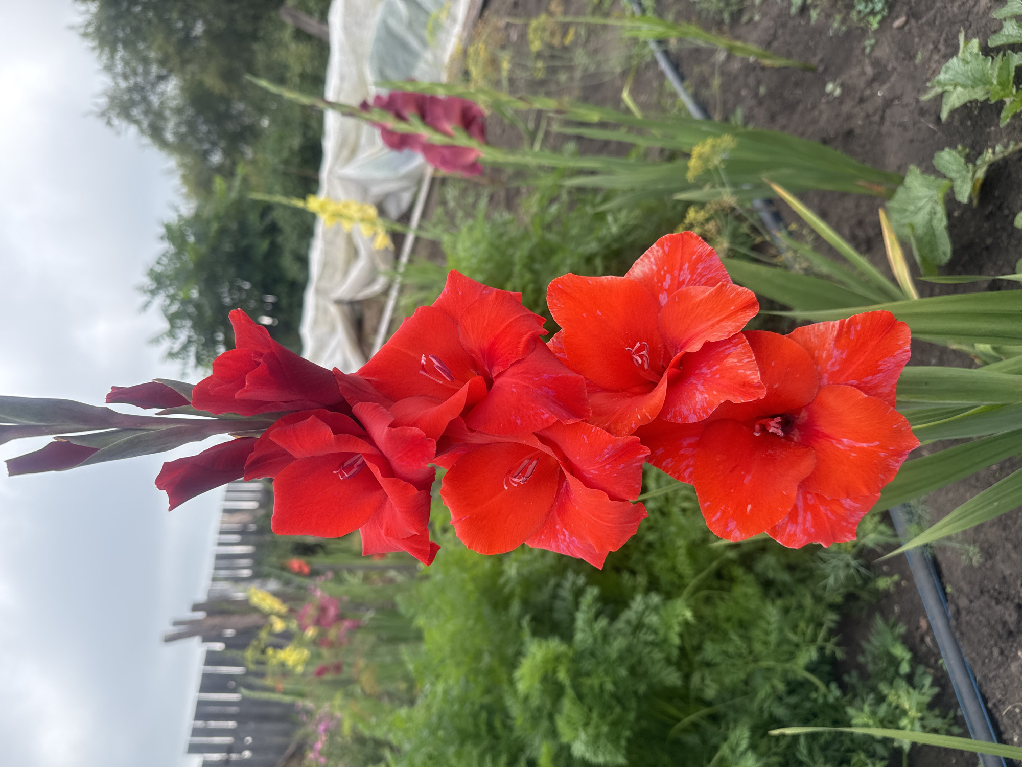 A close-up, vertical shot captures a vibrant red gladiolus flower in bloom. The flower's petals are a deep, rich red with lighter red streaks, and its stamen are visible within. The flower is in focus, with a blurred background depicting a garden setting. Several other gladiolus flowers in various colors, including yellow and deep red, are visible in the distance, along with lush green foliage and a wooden fence. The scene appears to be outdoors, likely in a rural or suburban garden in Maksimovshchina, Russia, given the presence of the garden elements and the weather, which suggests a temperate climate. The ground is dark soil, with some green plants and a black irrigation tube visible at the bottom of the frame. The sky is overcast with a muted grey tone, indicating cloudy weather.