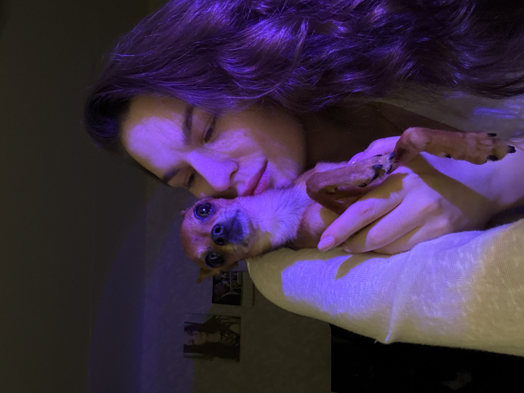 A medium shot shows a young woman holding a small brown dog close to her cheek, in what appears to be an indoor setting. The woman's face is partially illuminated by purple light, and her eyes are closed as she nuzzles the dog. The dog, a chihuahua, looks directly at the camera with large, dark eyes. The woman's long, dark hair frames her face and cascades over her shoulder. She is wearing a light-colored, textured garment. In the background, two framed pictures are visible on the wall. The overall lighting is dim, with the purple hue dominating the scene. The location is identified as Chaikovsky, Russia.