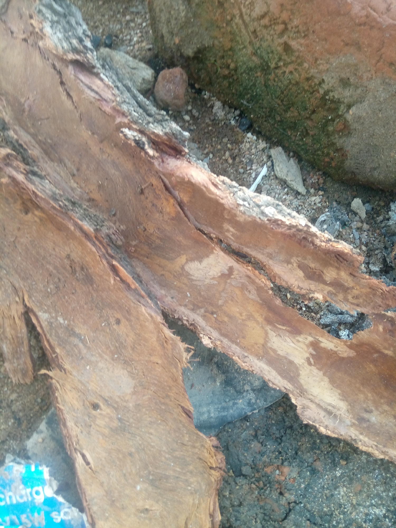 In Jauro Yinu, Nigeria, the image depicts a close-up, overhead view of several pieces of weathered, reddish-brown bark or wood, appearing to be in a state of decay or disuse. The bark is peeling and splintered, with a rough, fibrous texture visible. The material is arranged in a somewhat layered fashion, with some pieces overlapping and others lying flat. The background consists of small pebbles, dirt, and what appear to be larger rocks, some of which are covered in a greenish moss or algae. There is also evidence of some darker, possibly burnt material, and a small fragment of what looks like blue and white printed paper is partially visible in the lower left corner. The overall impression is one of natural decomposition and neglect, set against a coarse, earthy environment.
