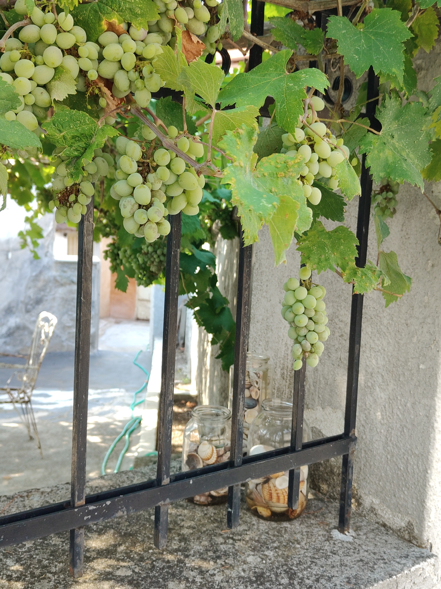 The image depicts a close-up view of a grapevine with several bunches of green grapes hanging from it. The vine is trained over a black metal fence. In the background, through the fence, a courtyard or alleyway is visible with a concrete floor, a light-colored wall on the right, and a building with an open doorway in the distance. A metal chair is partially visible on the left side of the courtyard. Two glass jars filled with seashells and pebbles are placed on the concrete ledge behind the fence. A green hose is visible on the ground in the background. The overall impression is of a domestic setting, likely a courtyard or garden area, in Litochoro, Greece, given the architectural style and the presence of Mediterranean vegetation.