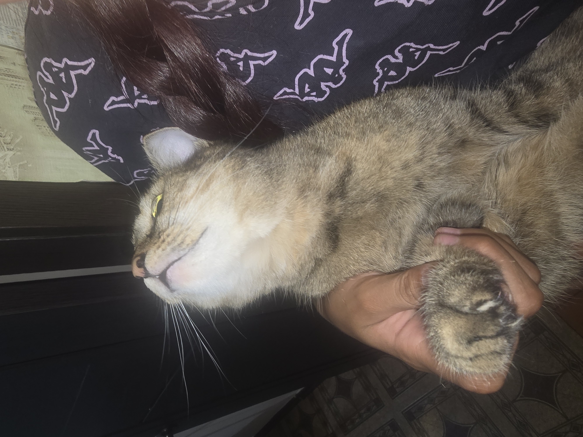 A domestic cat is being held by a person's hand, with its head tilted upwards and eyes closed. The cat has tabby markings and is resting against a person's clothing, which is black with a repeating pattern of light purple figures. The background is dark and out of focus, with hints of what appears to be a doorway and a textured floor. The image was taken indoors. There is no information in the image to suggest its location in Ulan-Ude, Russia.