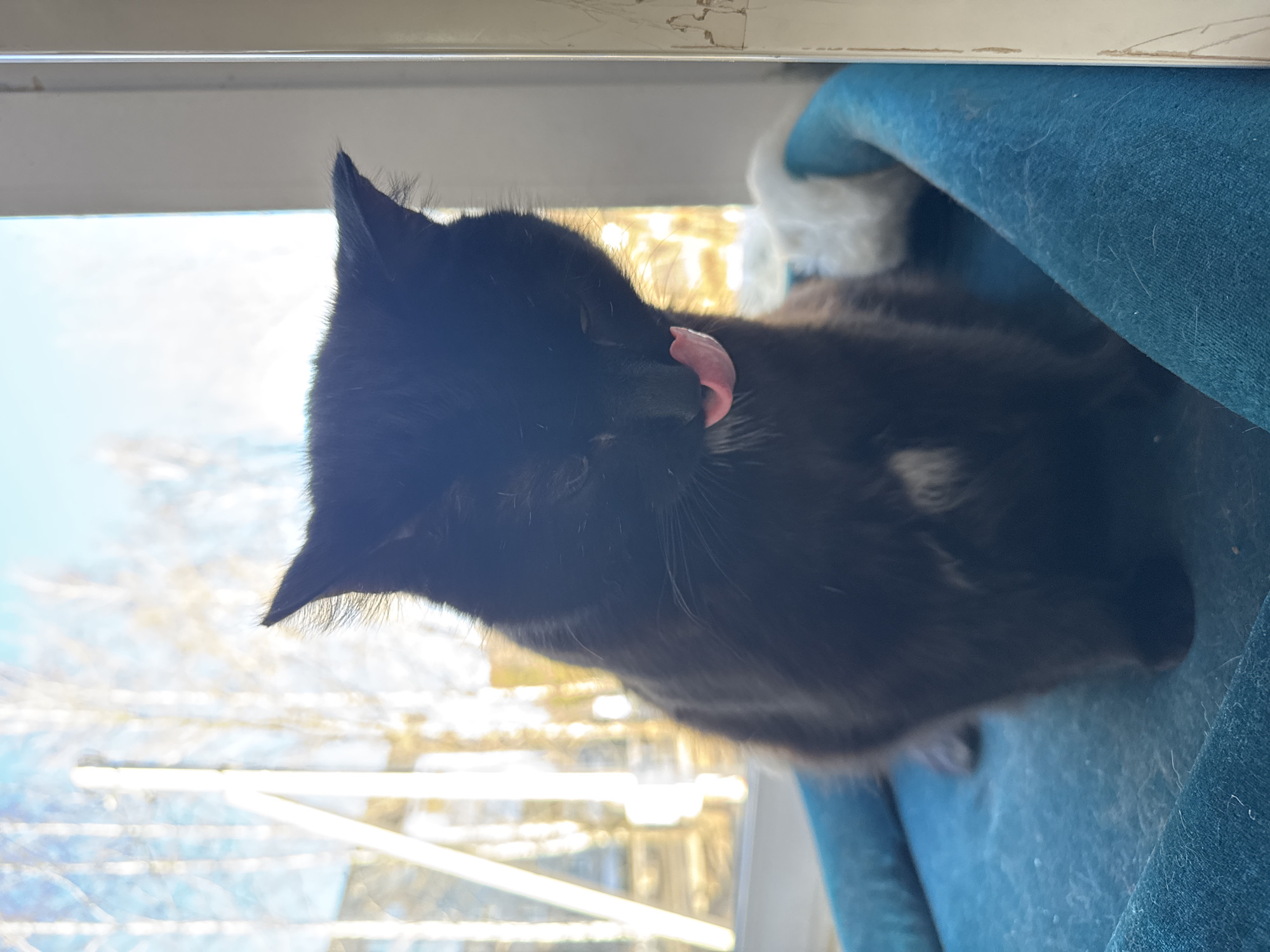 A black cat with a pink tongue is sitting on a blue blanket next to a window. Outside the window, trees are visible. The location in Chernushka, Russia, is not discernable from the image.
