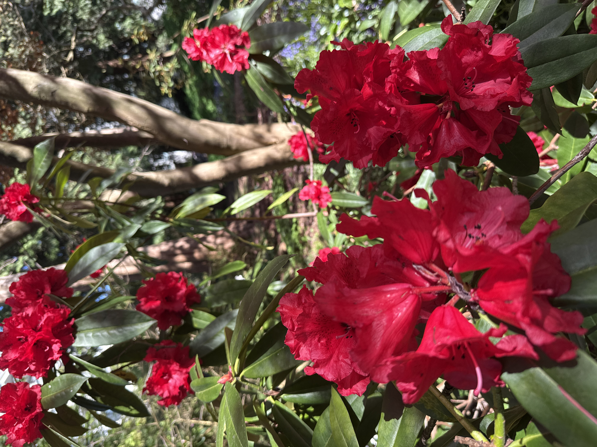 The image captures a close-up view of a Rhododendron shrub with vibrant red blossoms. The leaves are a deep green and glossy. A tree branch lies at an angle across the top left, partially obscured by the foliage. In the background, there is a blur of greenery. The photo appears to be taken outdoors. While I lack the capability to confirm the exact location, the presence of Rhododendrons is consistent with gardens and natural areas in Vancouver, Canada.