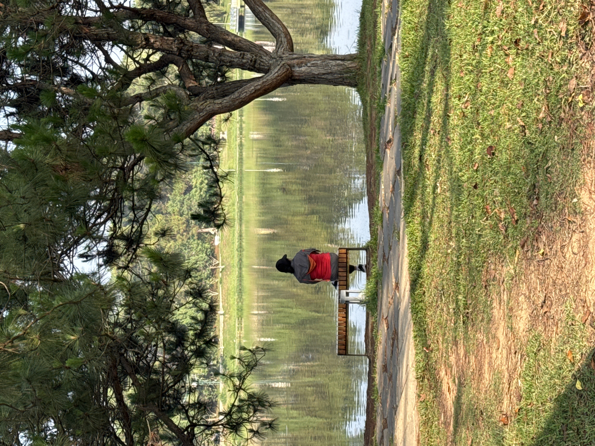 The image captures a peaceful outdoor scene, likely in a park or by a lake in Da Lat, Vietnam. A large, gnarled pine tree with dense green needles dominates the left foreground, its branches extending over the scene. To its right, a paved stone path runs alongside a calm body of water, which reflects the surrounding landscape and sky, creating subtle ripples.
A person is seated on a wooden and metal bench situated on the path, facing away from the viewer and looking out over the water. They are wearing a dark cap, a grey top, and a distinctive red garment, possibly a shawl or jacket, wrapped around their back. Their feet are visible below the bench.
The area beyond the path and across the water is covered in green grass, with visible patches of dry leaves, suggesting a natural setting. Distant trees and a gentle landscape are visible on the far side of the water.
The lighting indicates a clear, sunny day, possibly in the morning or late afternoon, as subtle shadows are cast across the grass. The overall atmosphere is one of tranquility and contemplation, with the individual enjoying the scenic view. There is no visible text in the image.